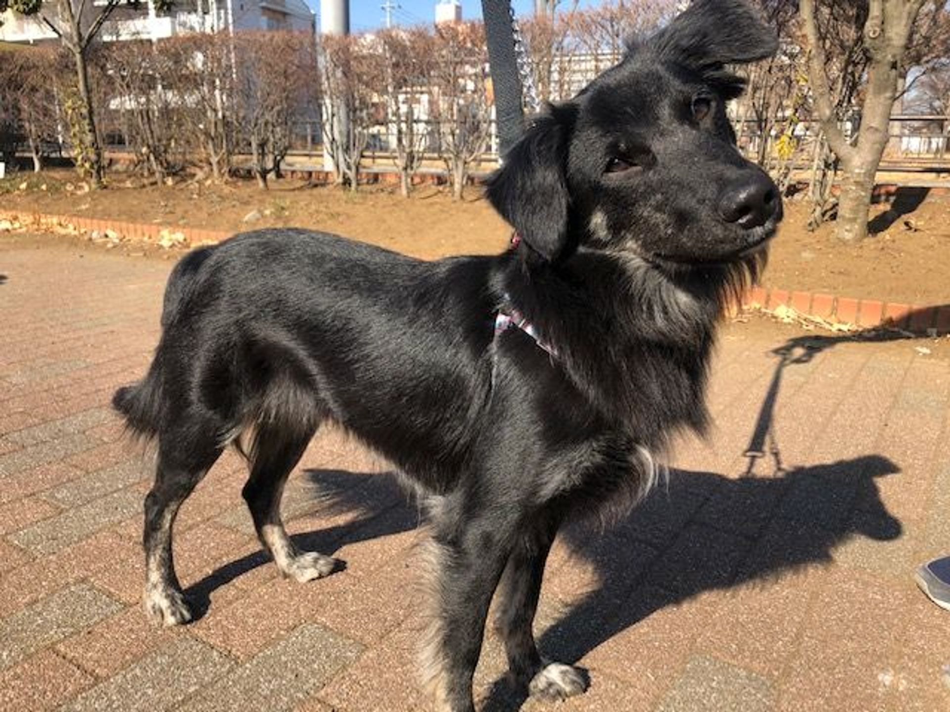 雑種（ミックス犬）・オスの里親募集の写真