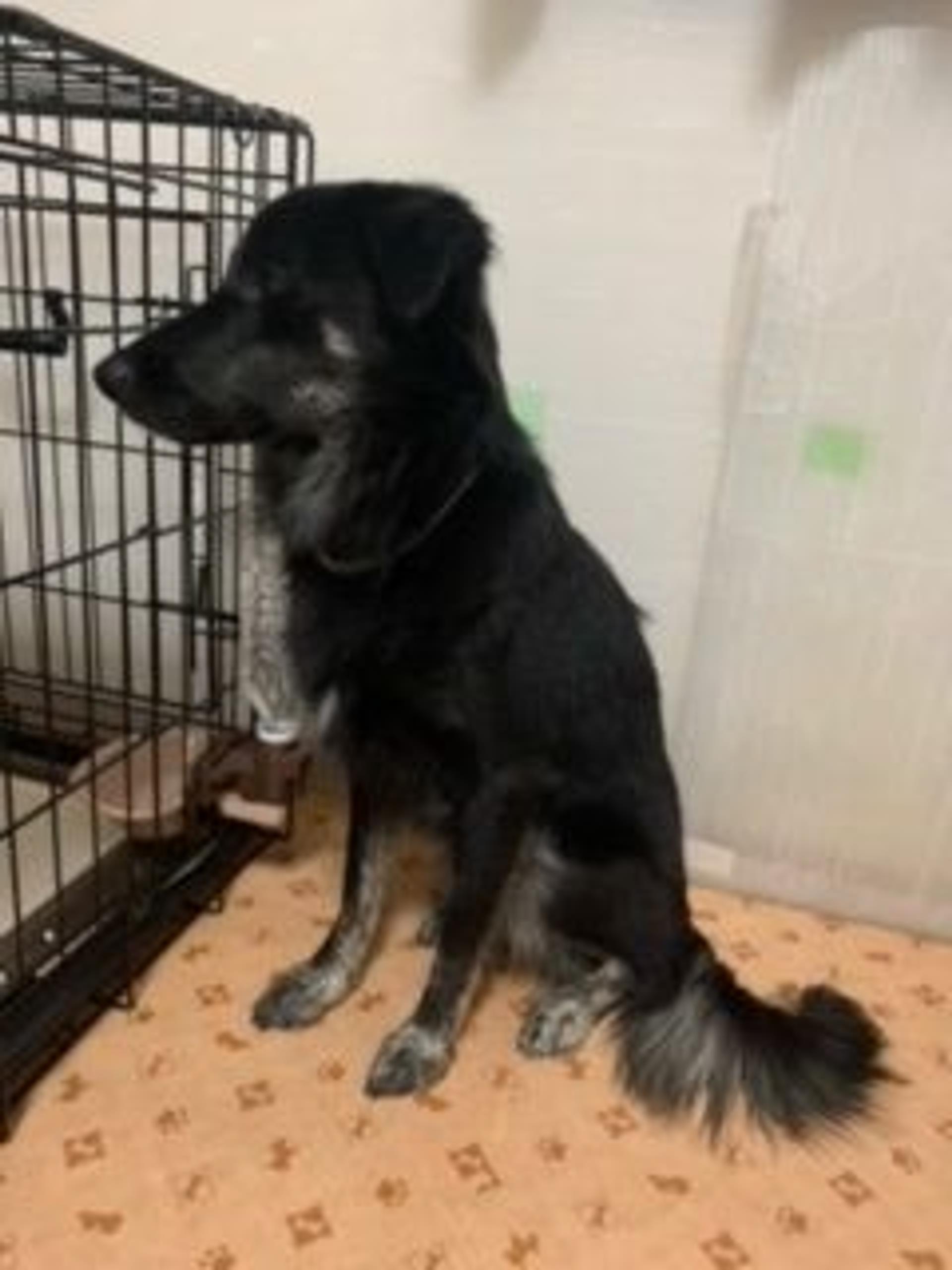 pet-image-5