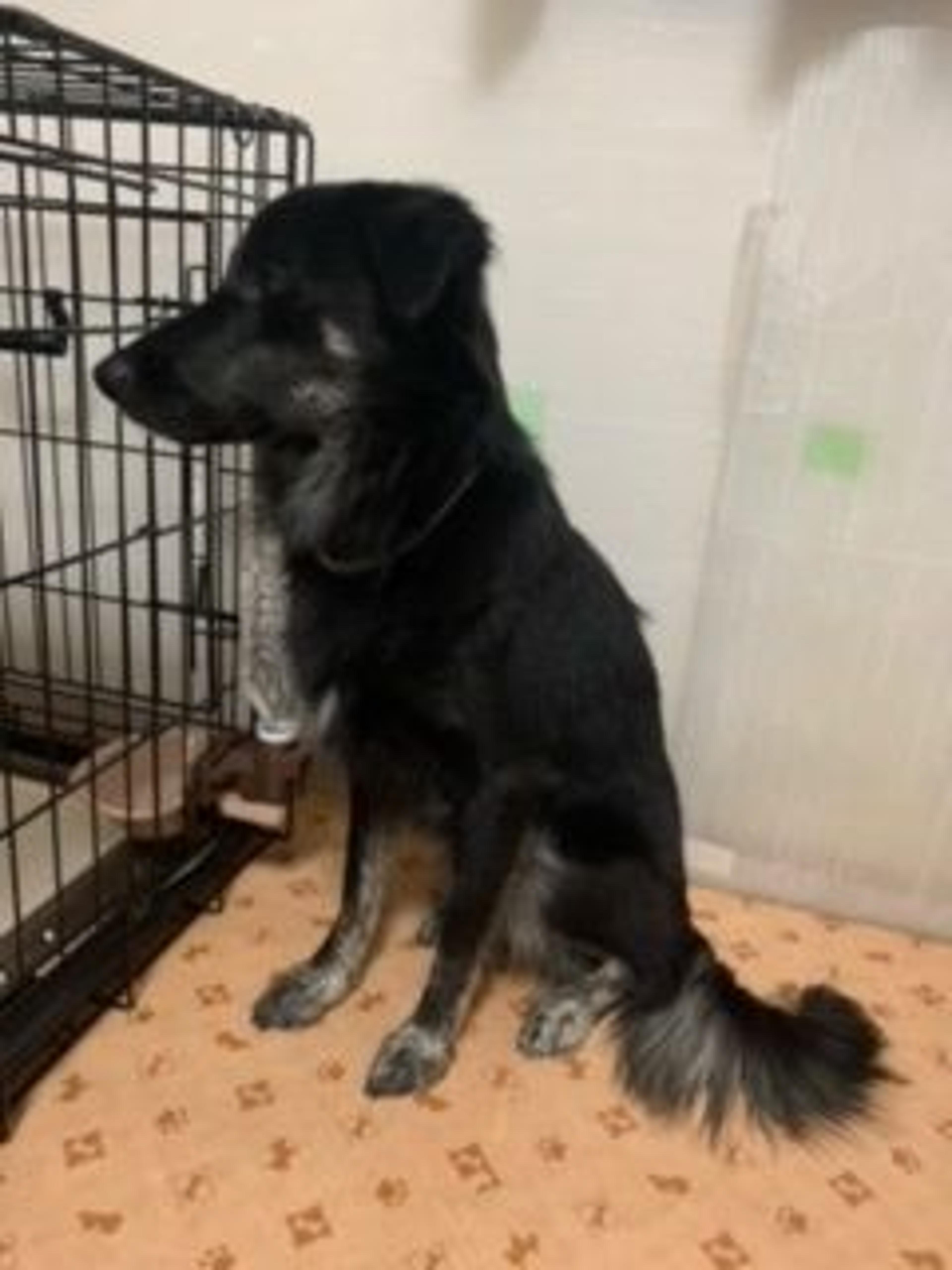 pet-image-5