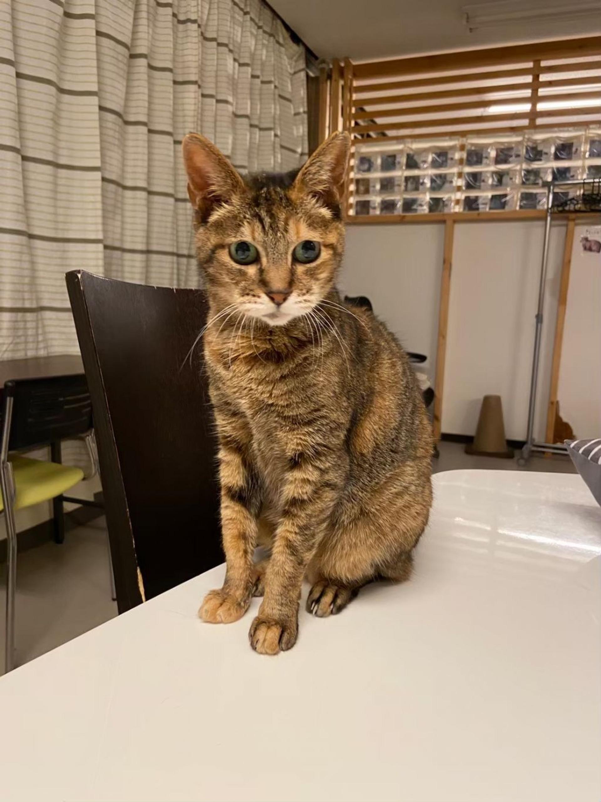 pet-image-4