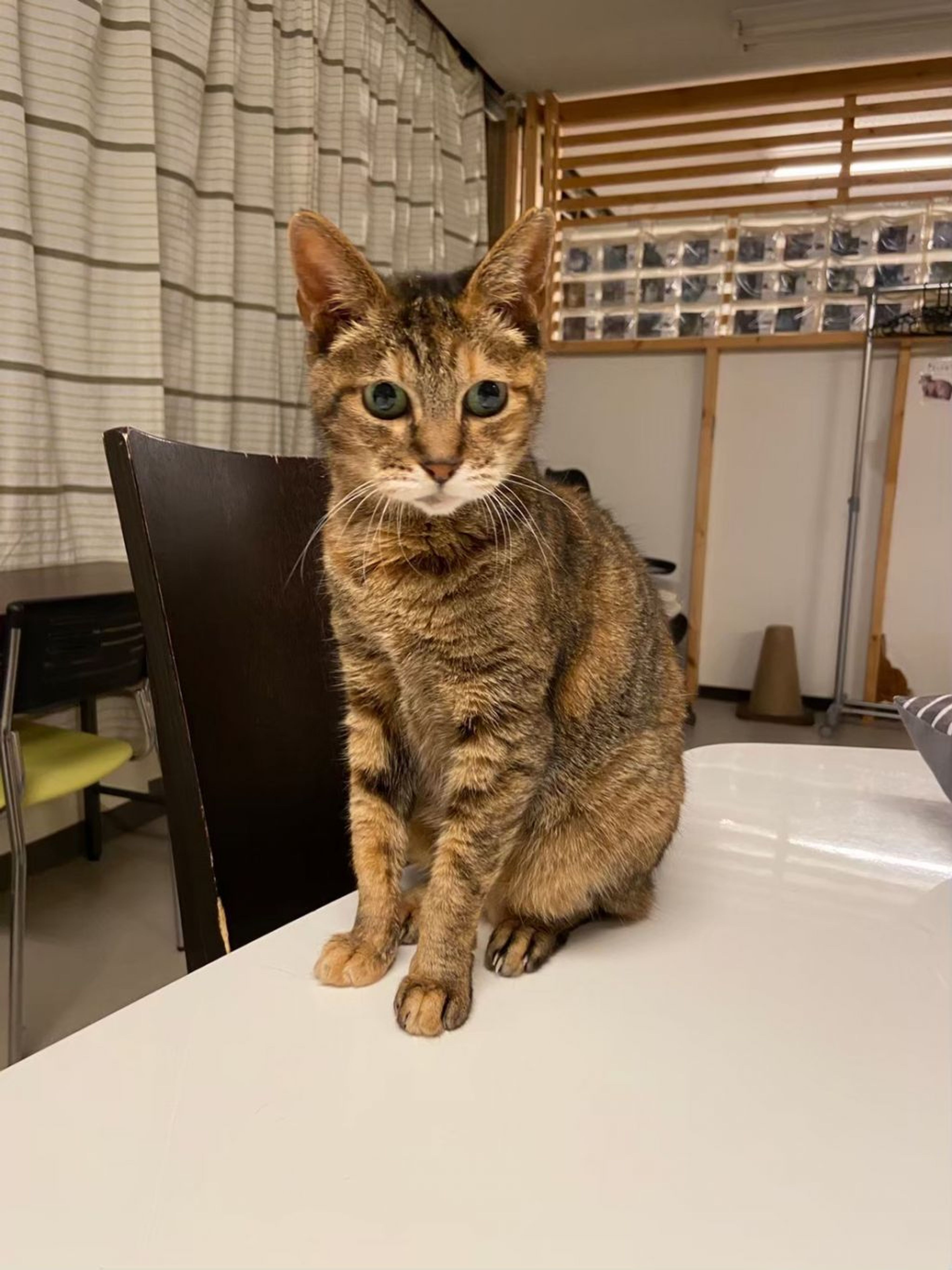 pet-image-4