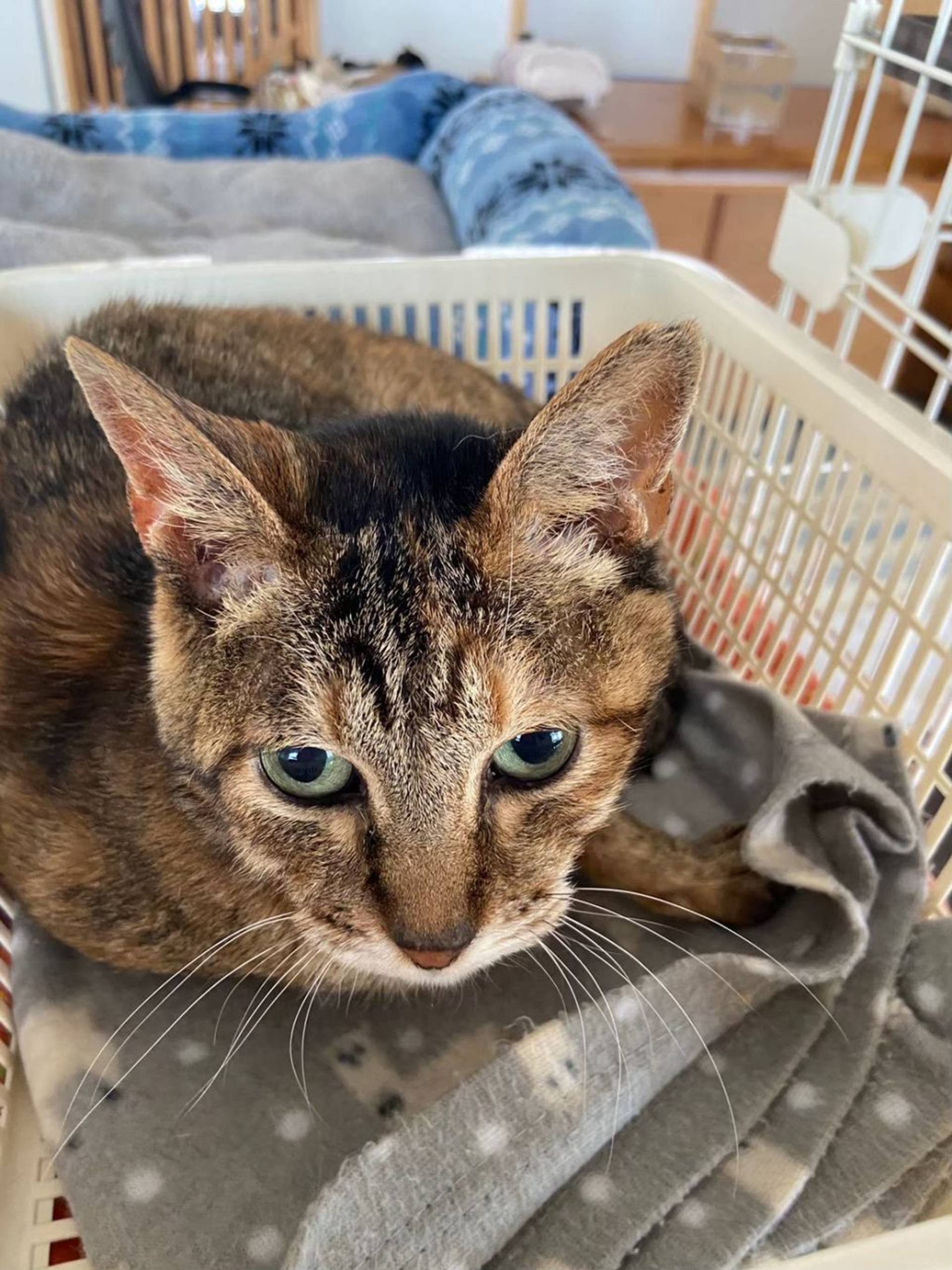 雑種（ミックス猫）・メスの里親募集の写真