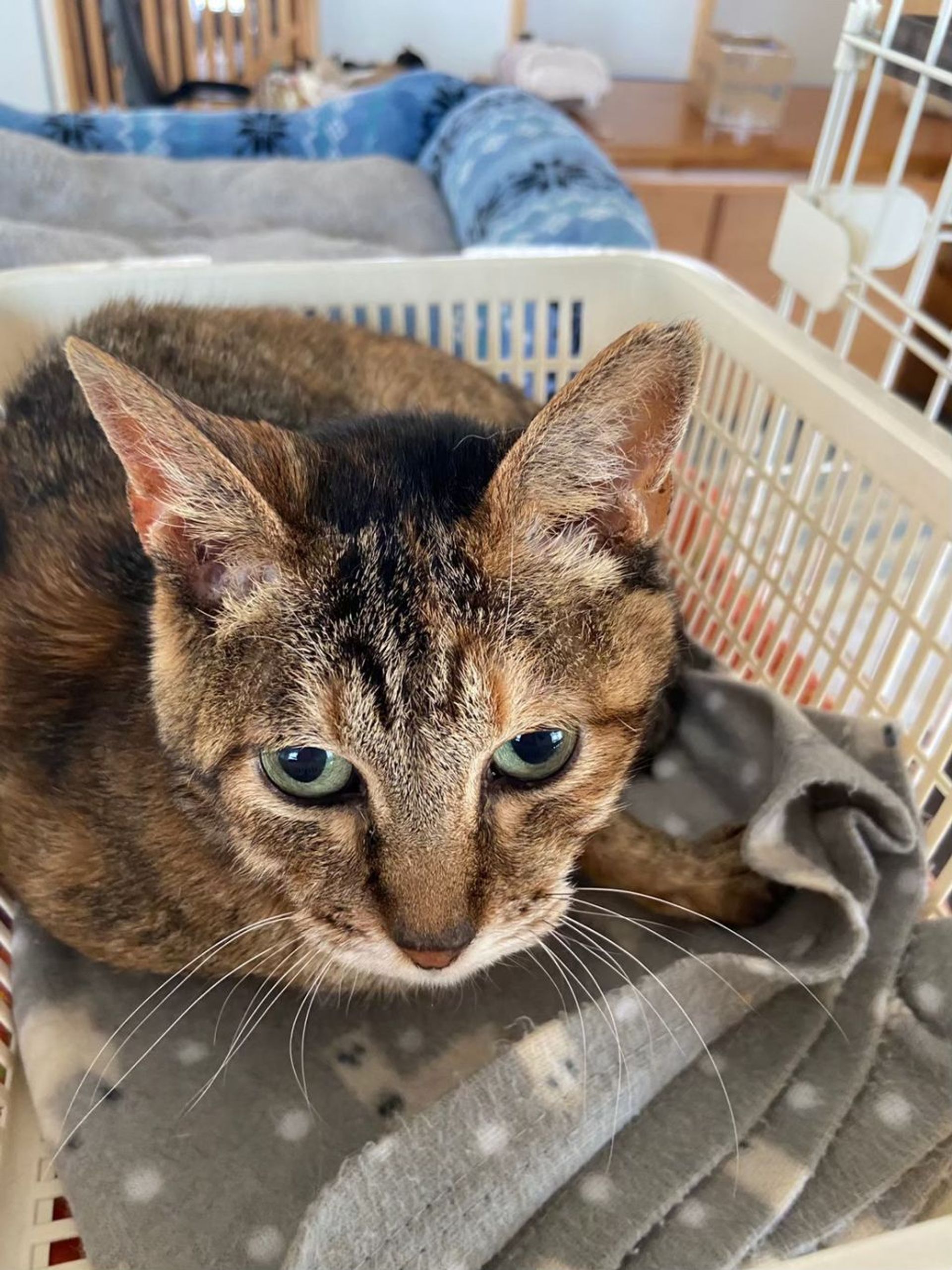 雑種（ミックス猫）・メスの里親募集の写真