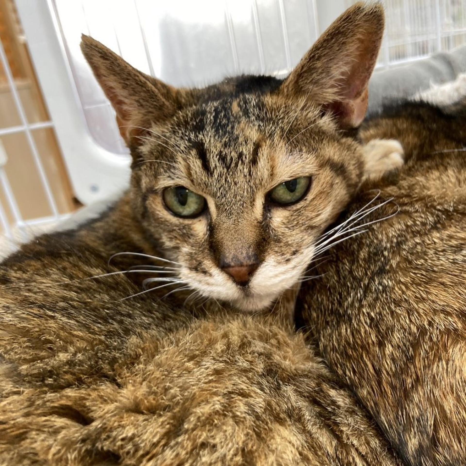 pet-image-2