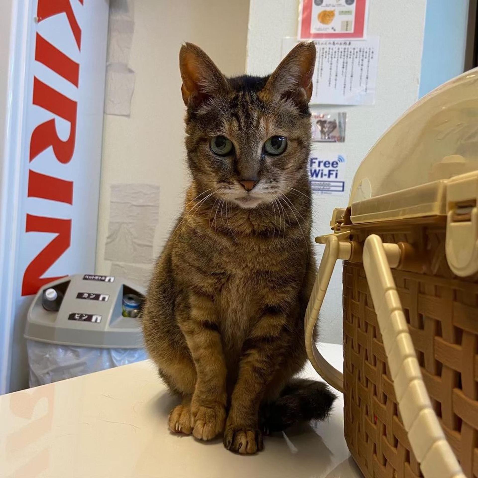 pet-image-3
