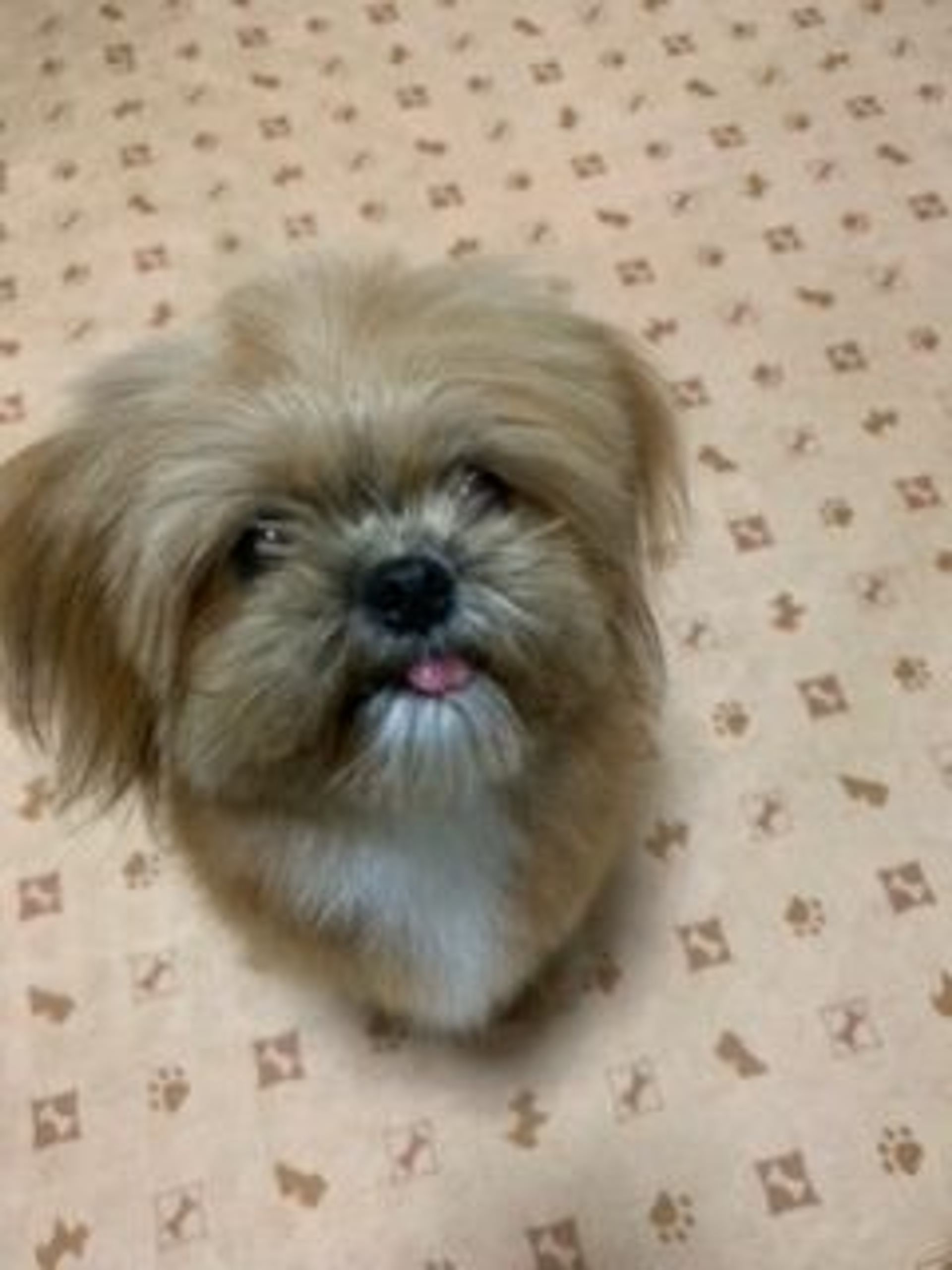 雑種（ミックス犬）・メスの里親募集の写真
