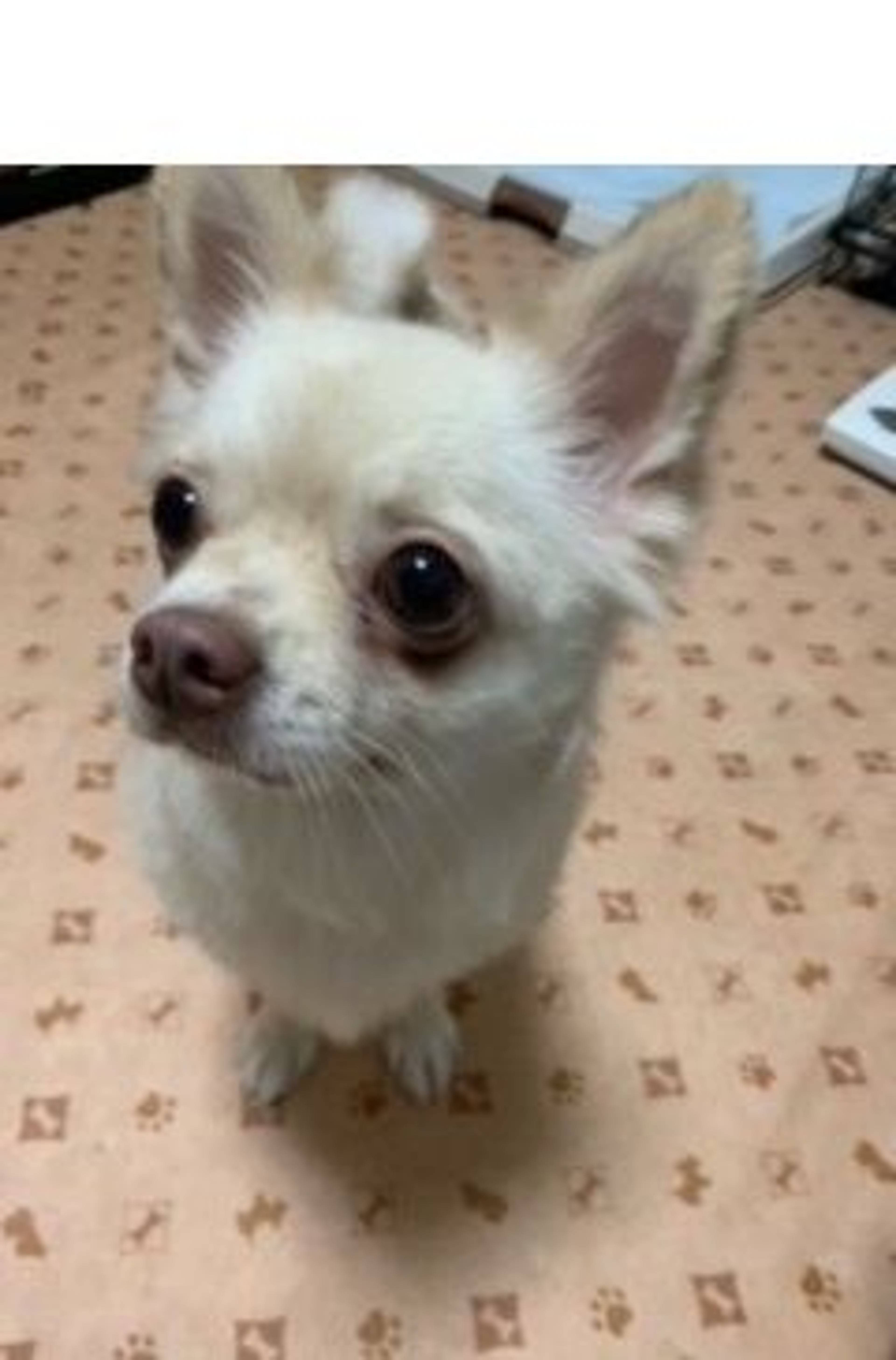 チワワ・メスの里親募集の写真
