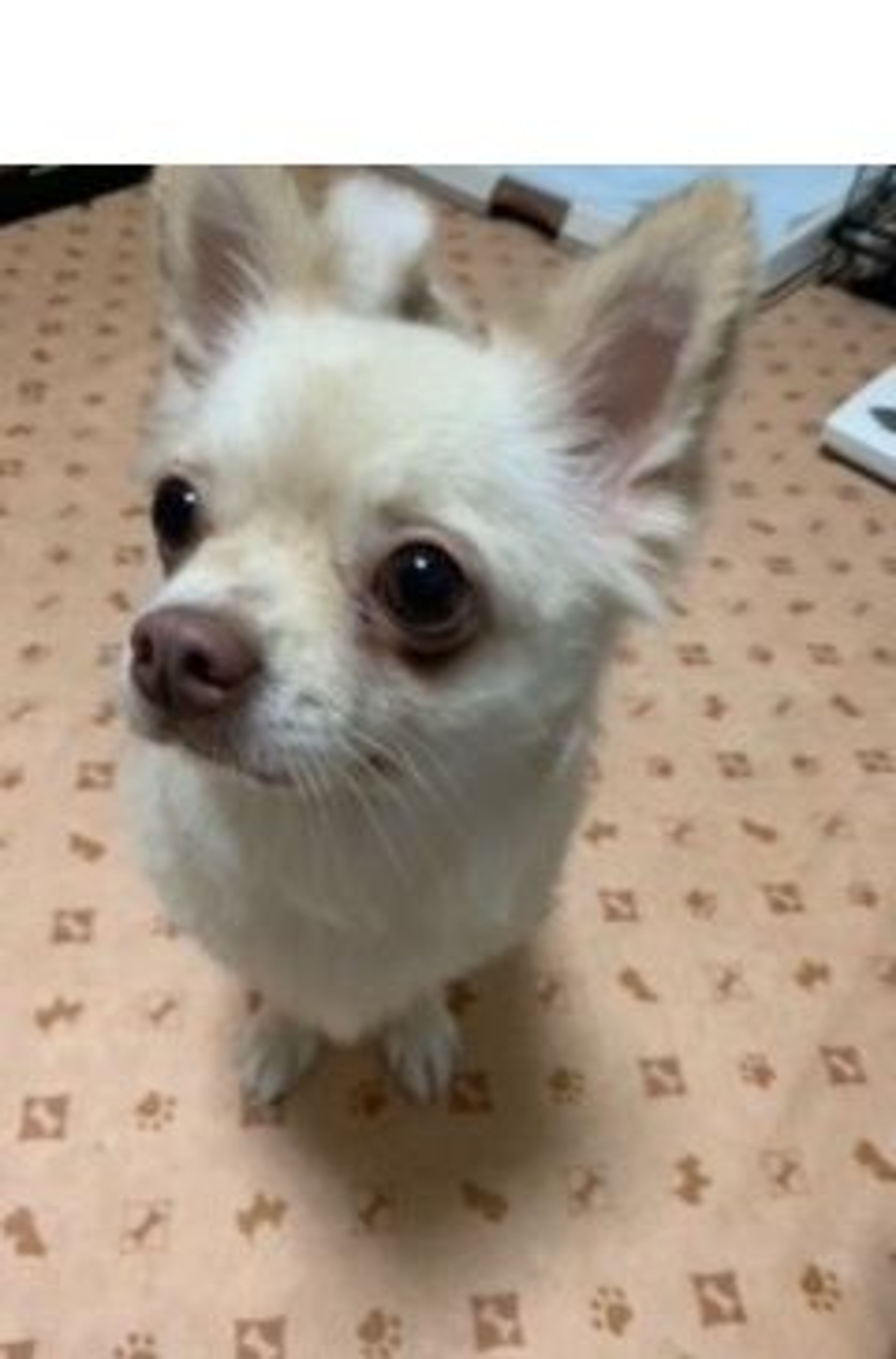 チワワ・メスの里親募集の写真