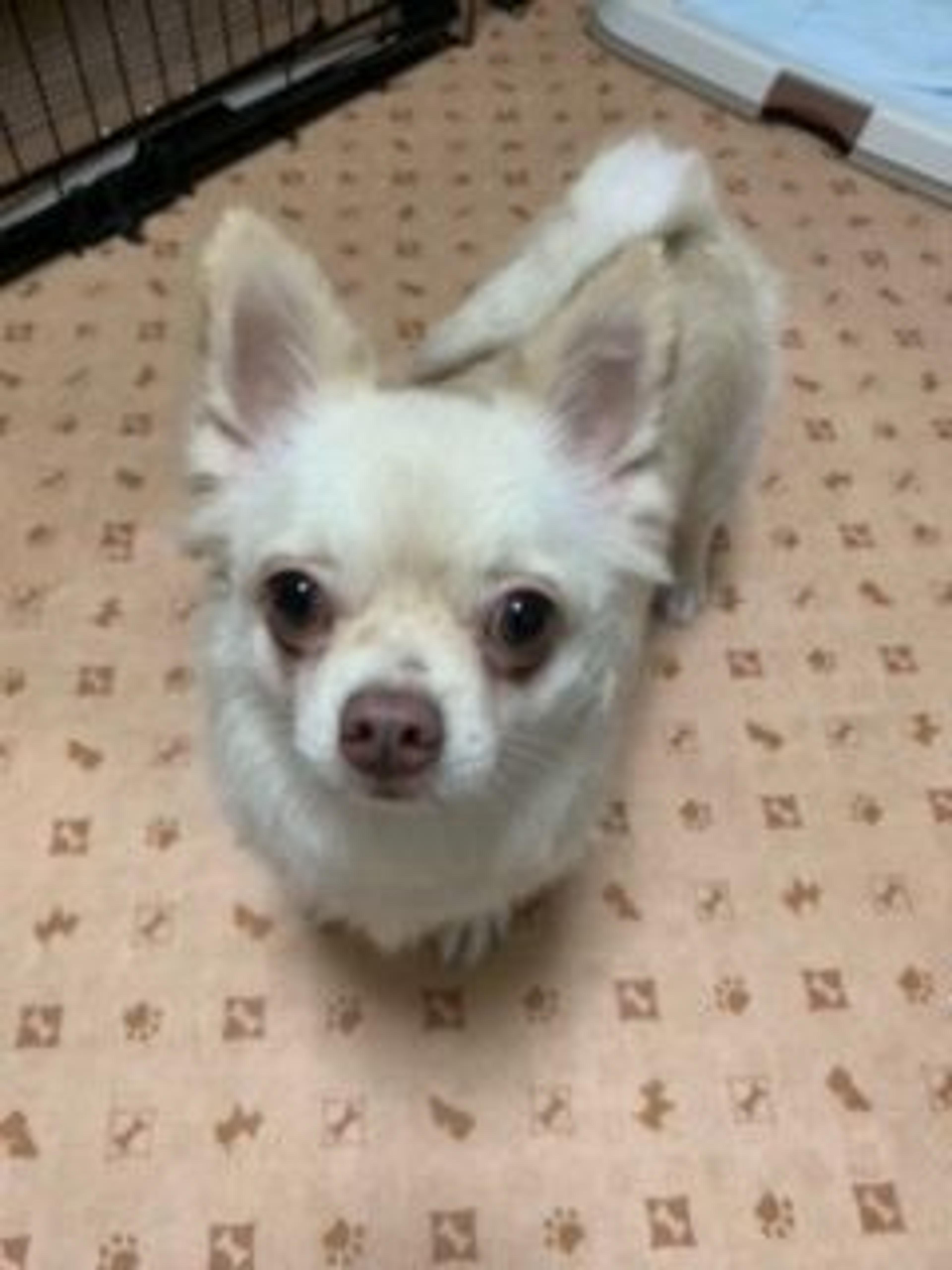 pet-image-2
