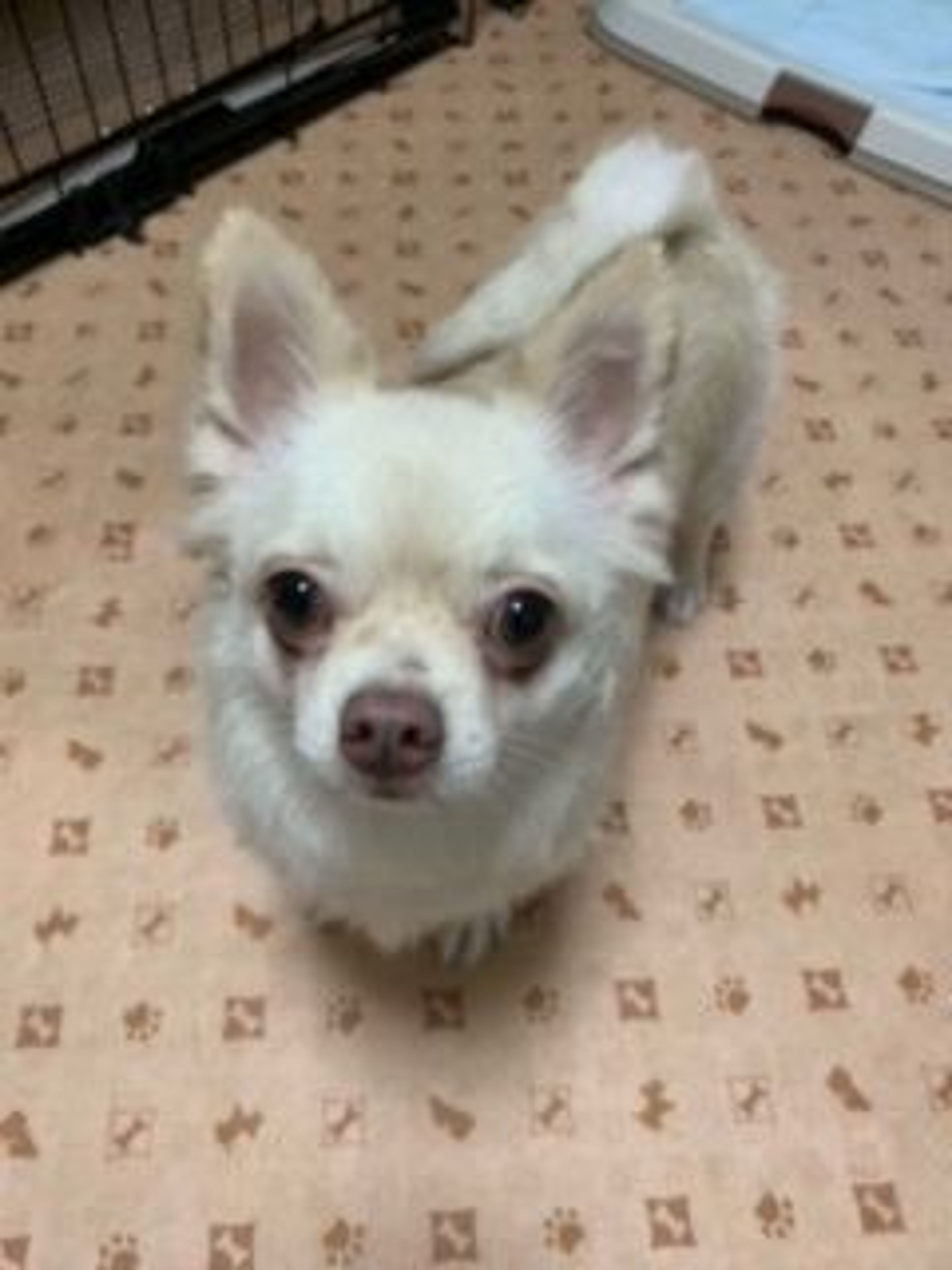 pet-image-2