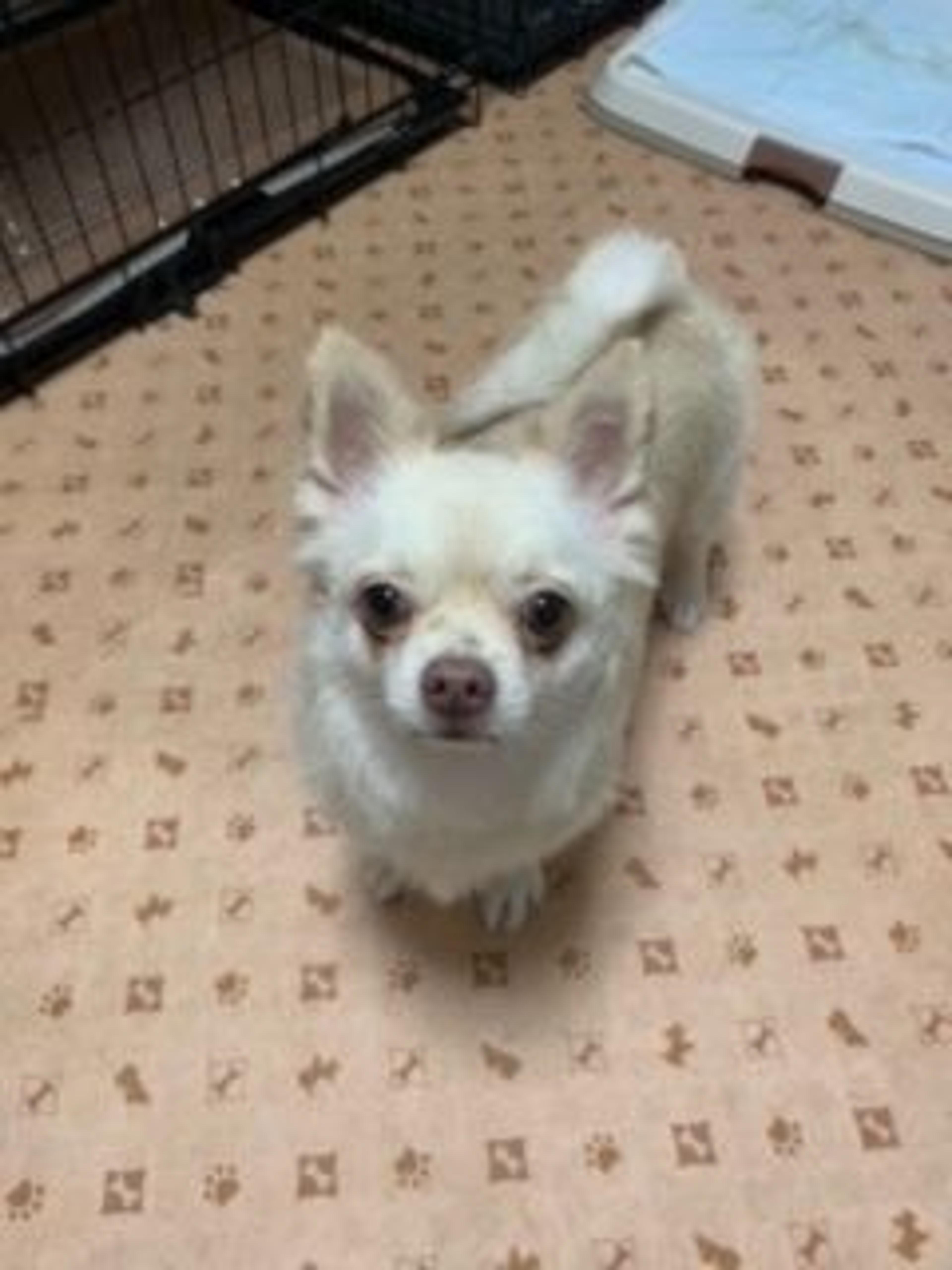 pet-image-3