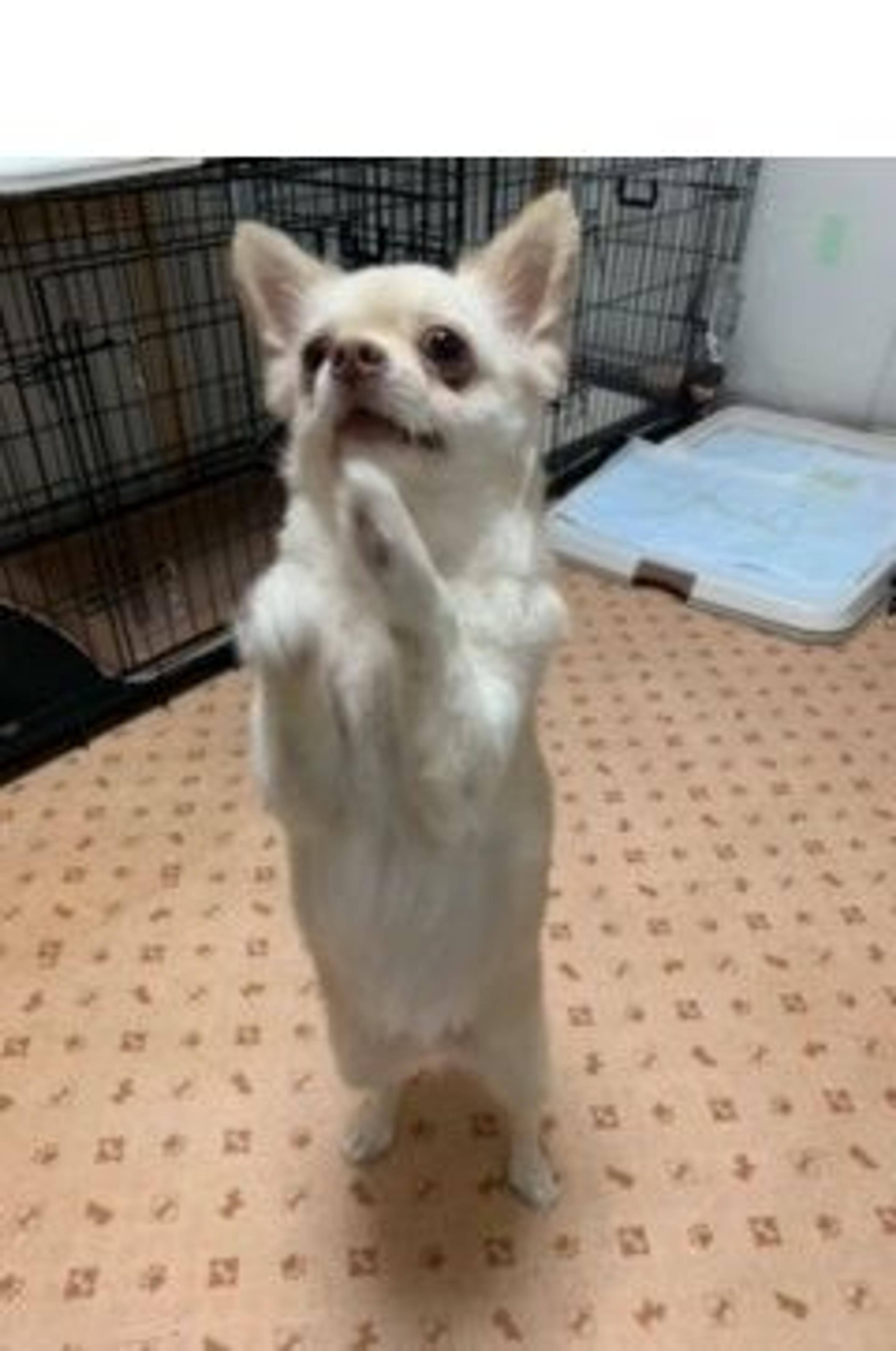 pet-image-4
