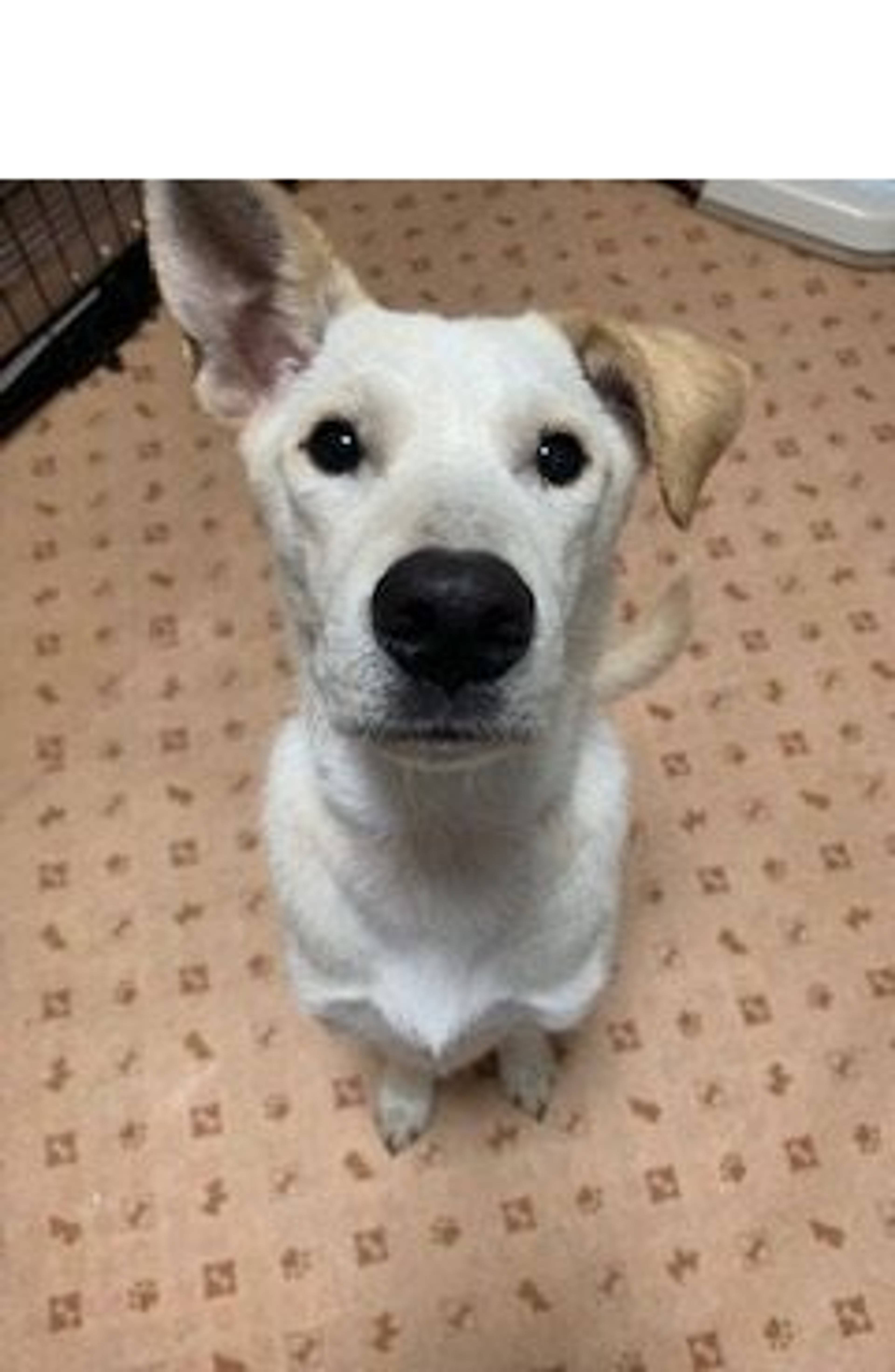 雑種（ミックス犬）・オスの里親募集の写真