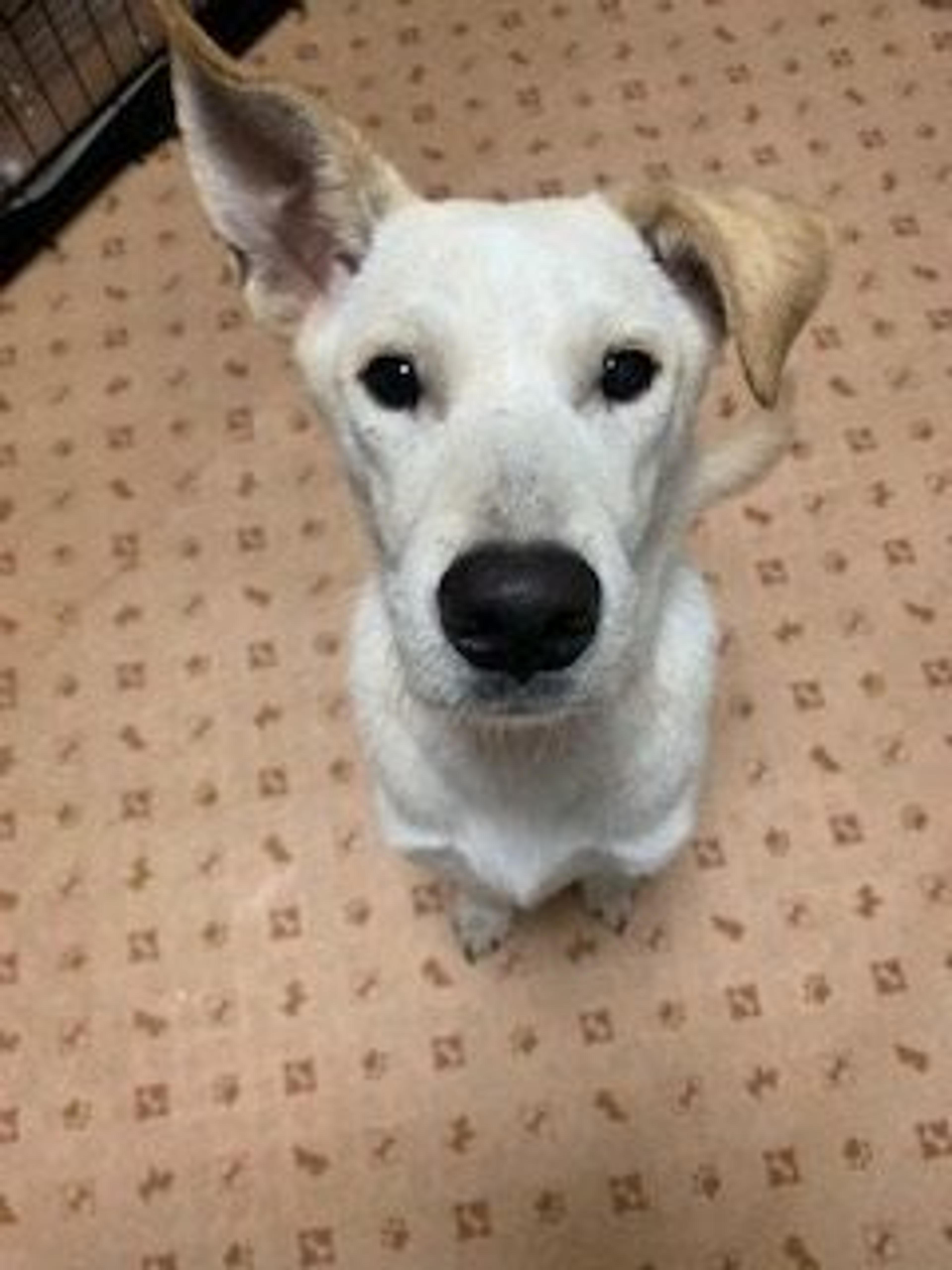 pet-image-2