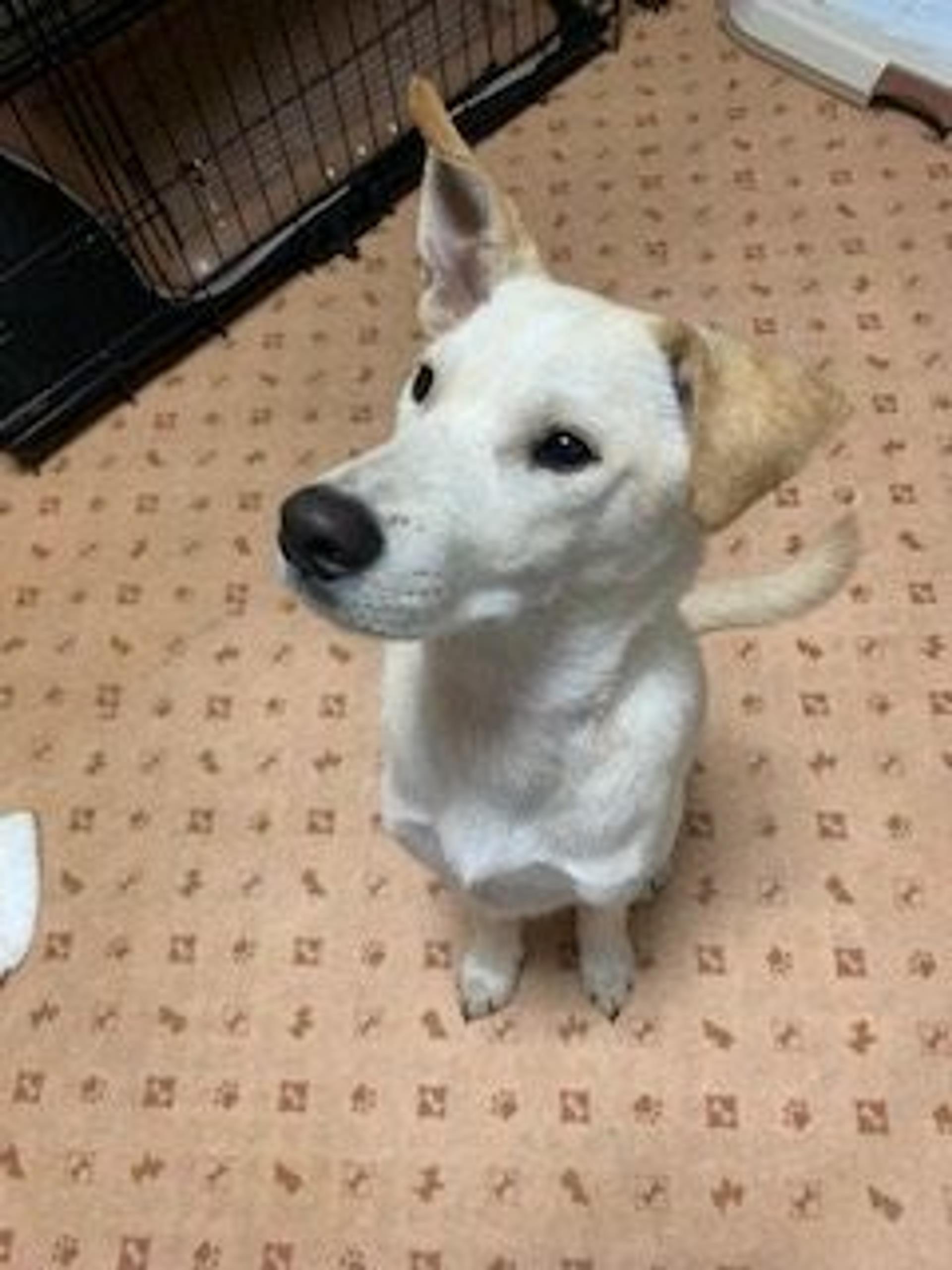 pet-image-3