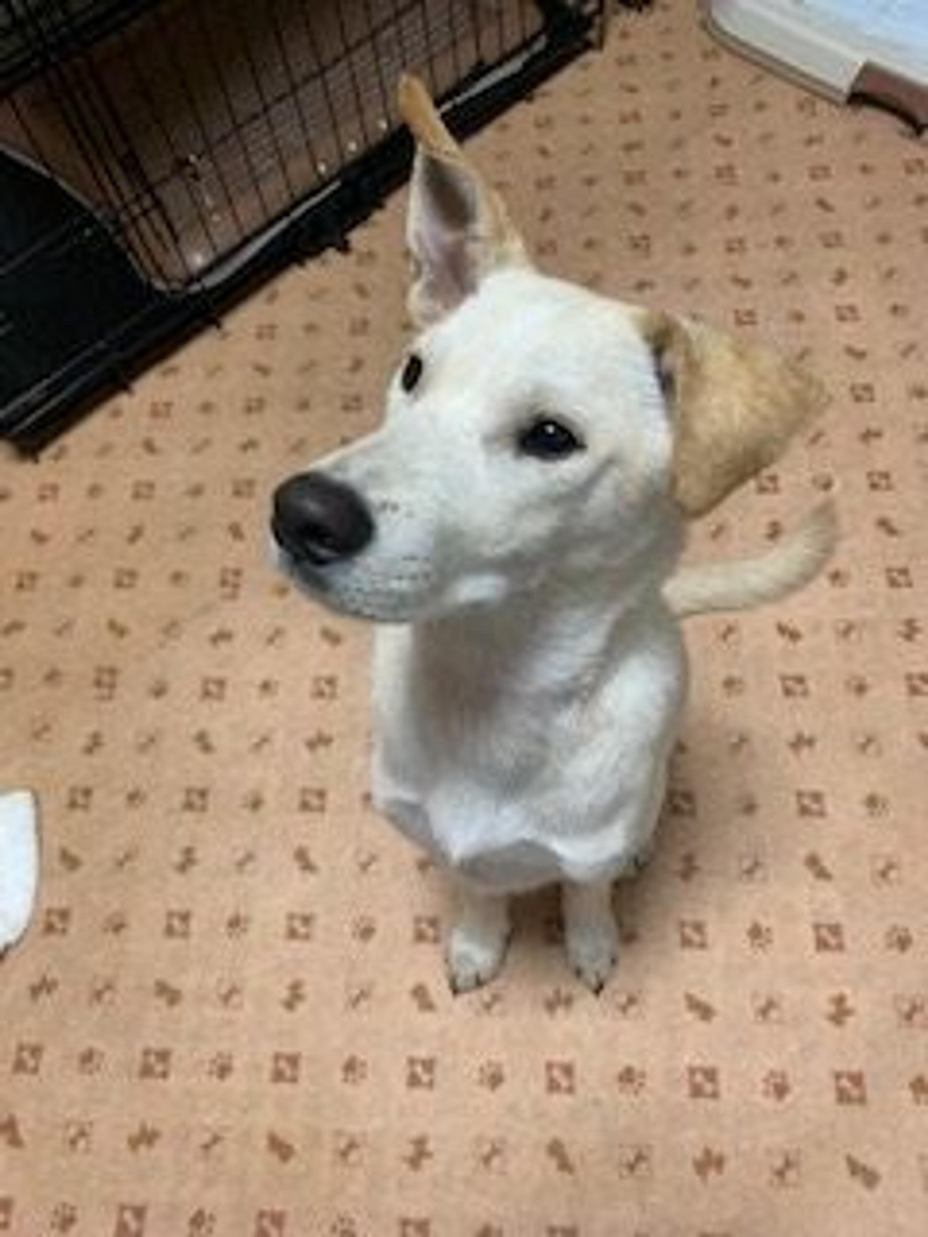 pet-image-3