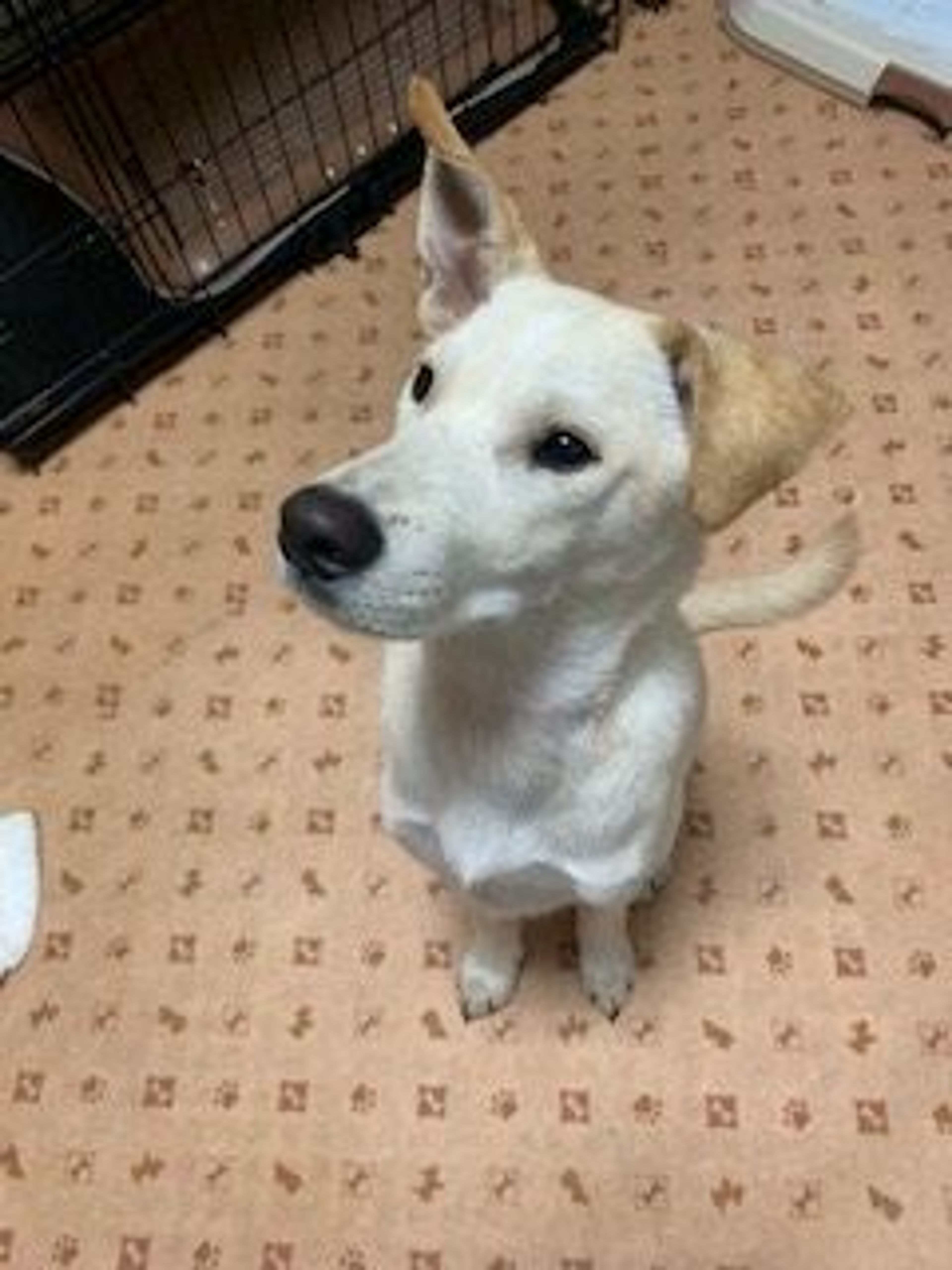 pet-image-3