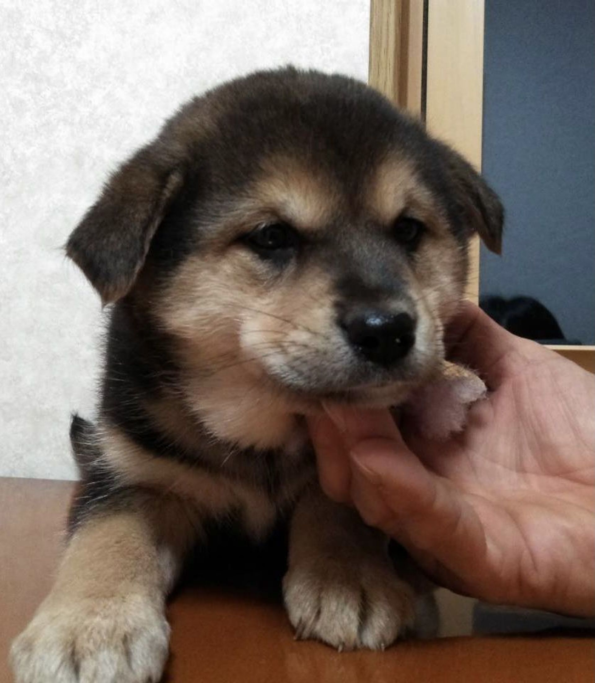 雑種（ミックス犬）・オスの里親募集の写真