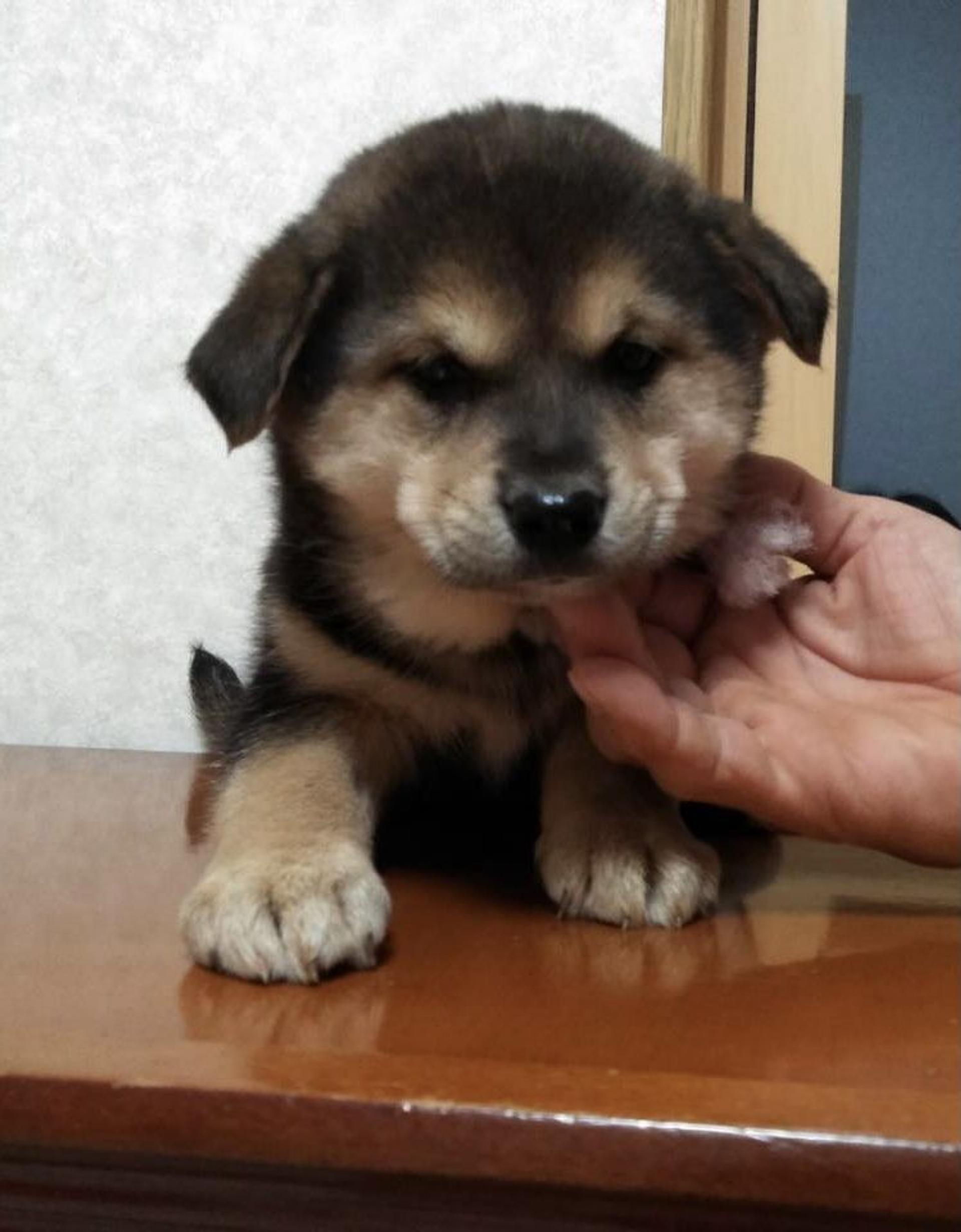 pet-image-2