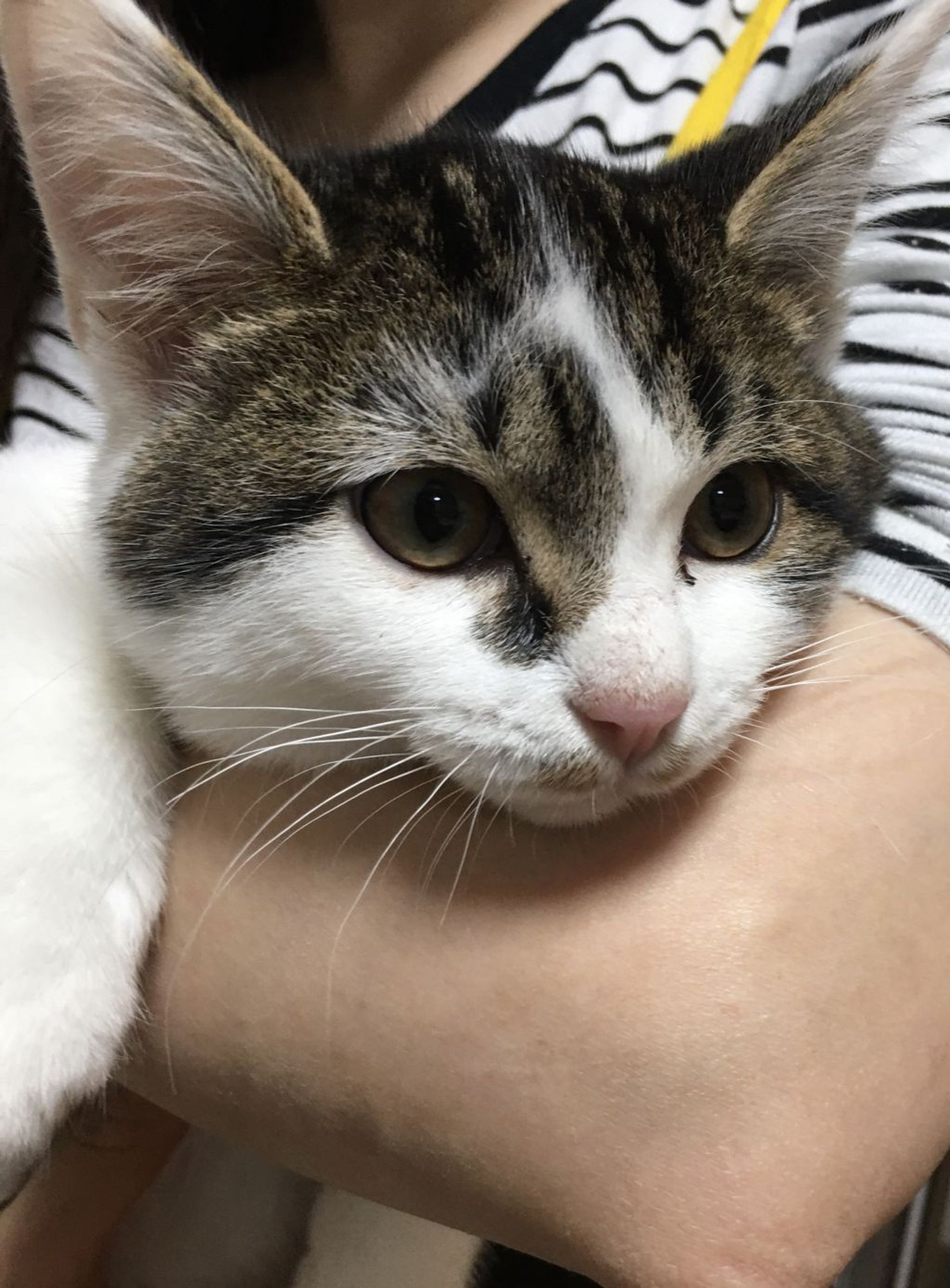 雑種（ミックス猫）・オスの里親募集の写真