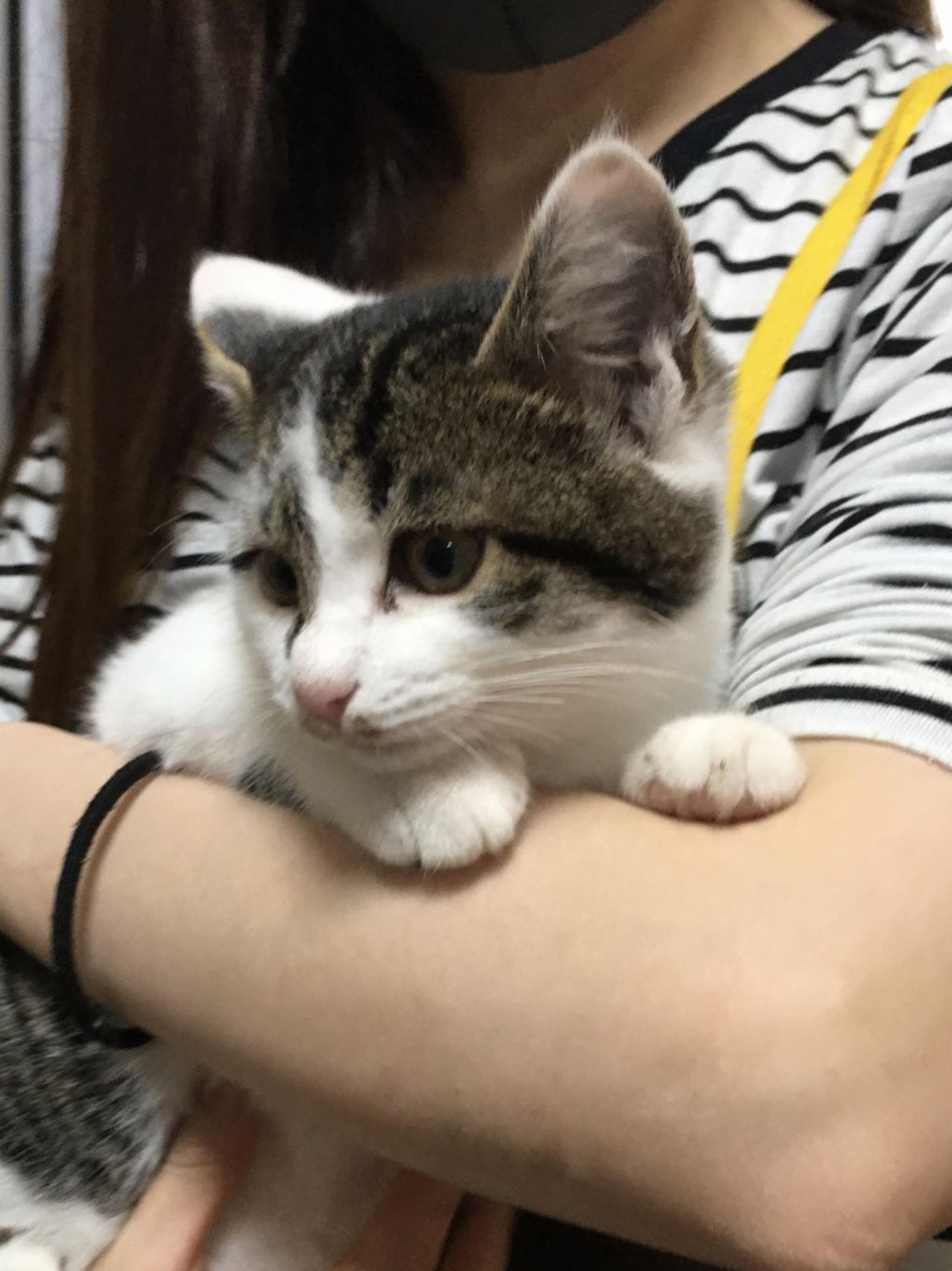 pet-image-6