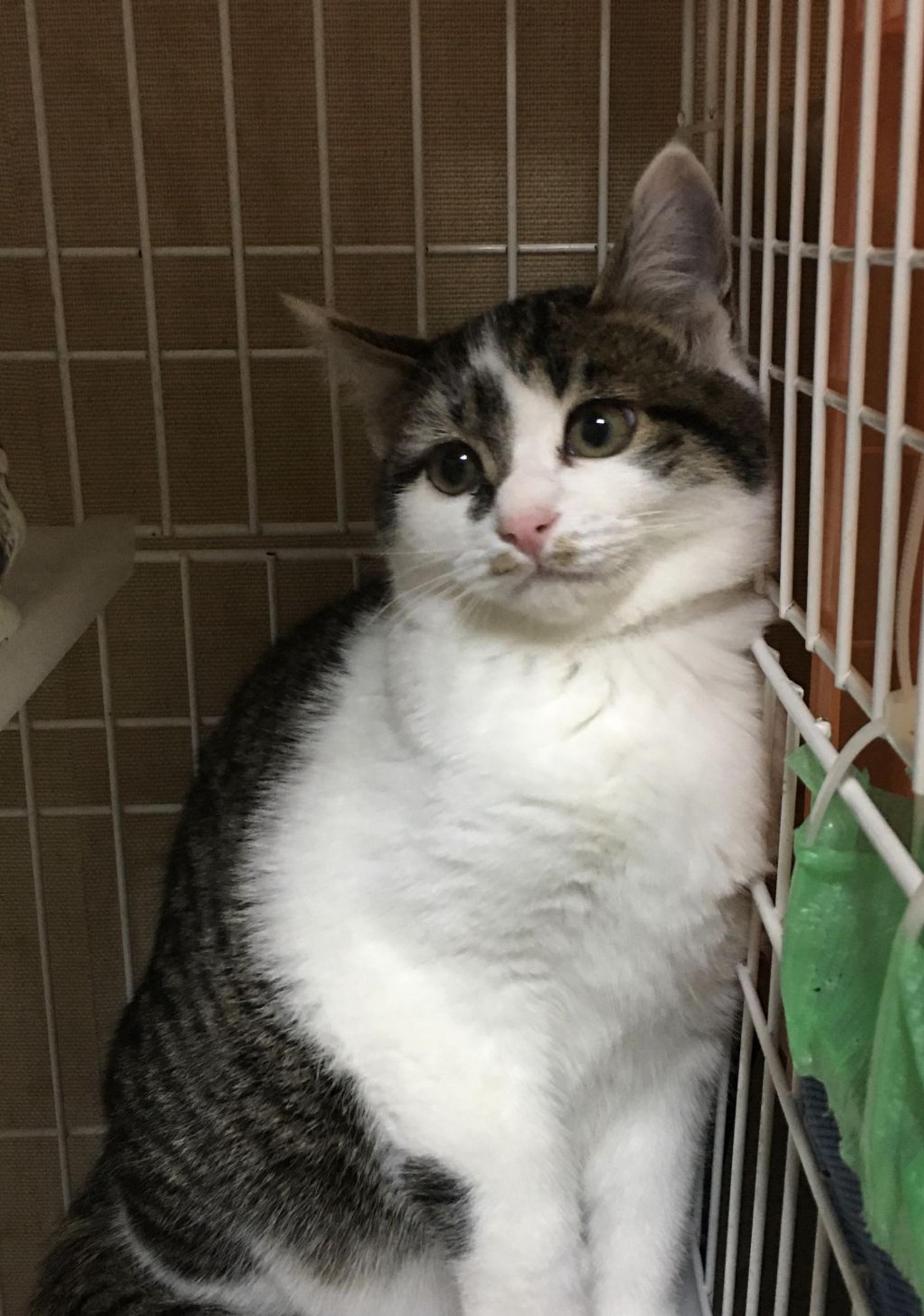 pet-image-2