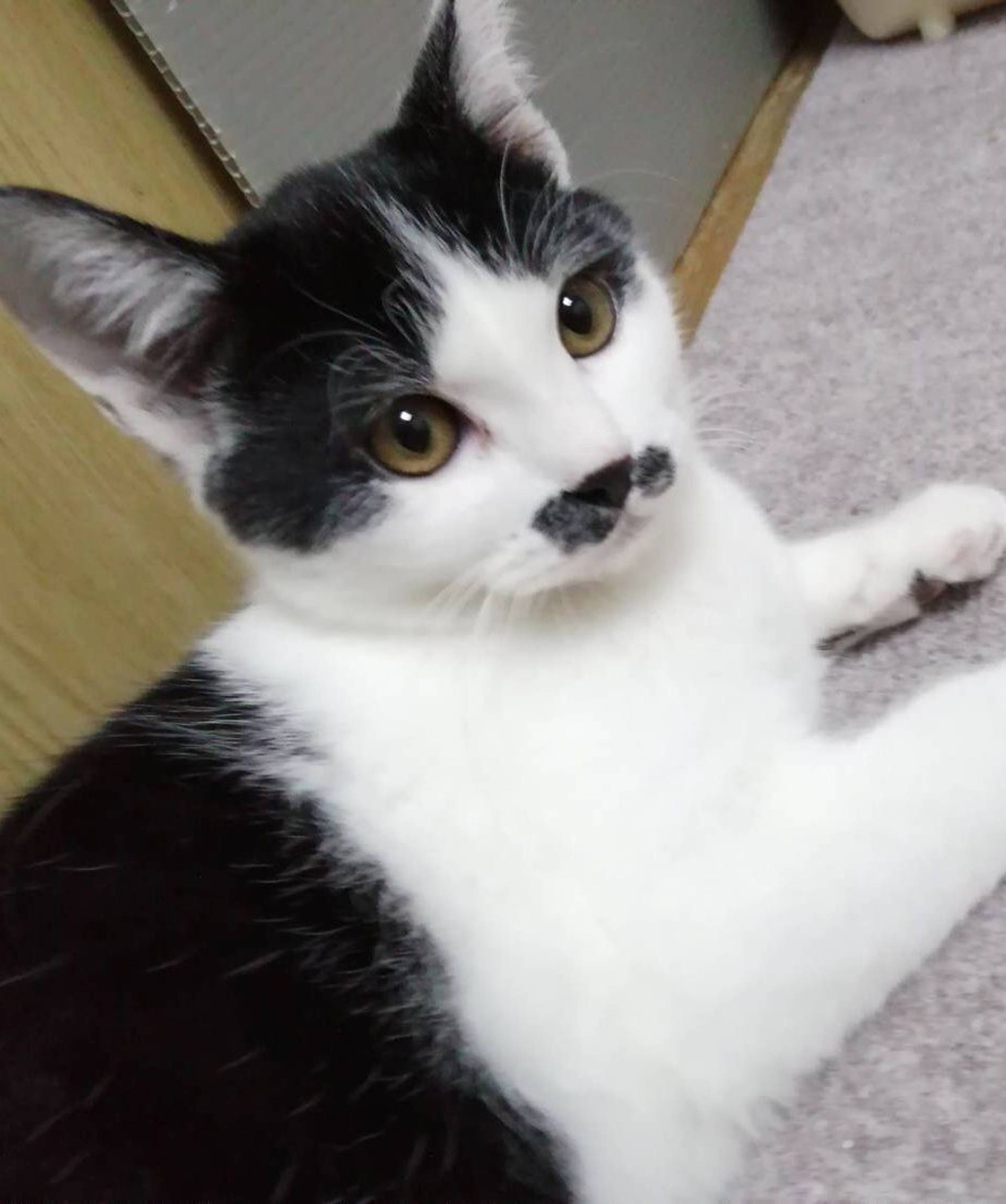 雑種（ミックス猫）・オスの里親募集の写真