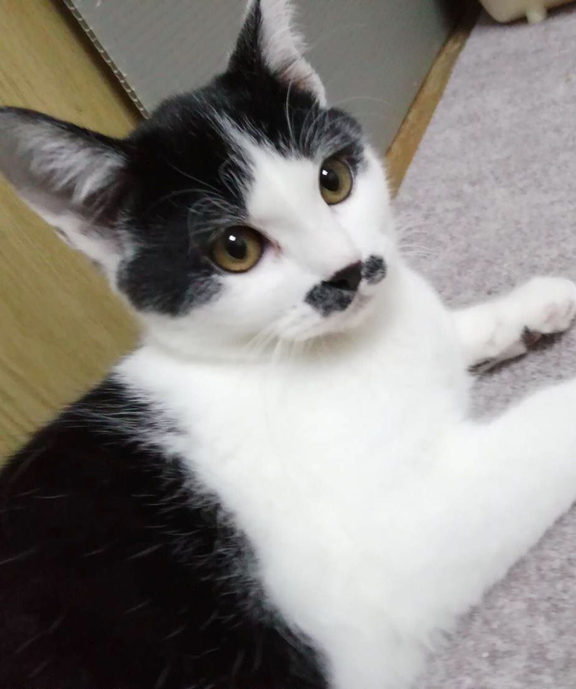雑種（ミックス猫）・オスの里親募集の写真
