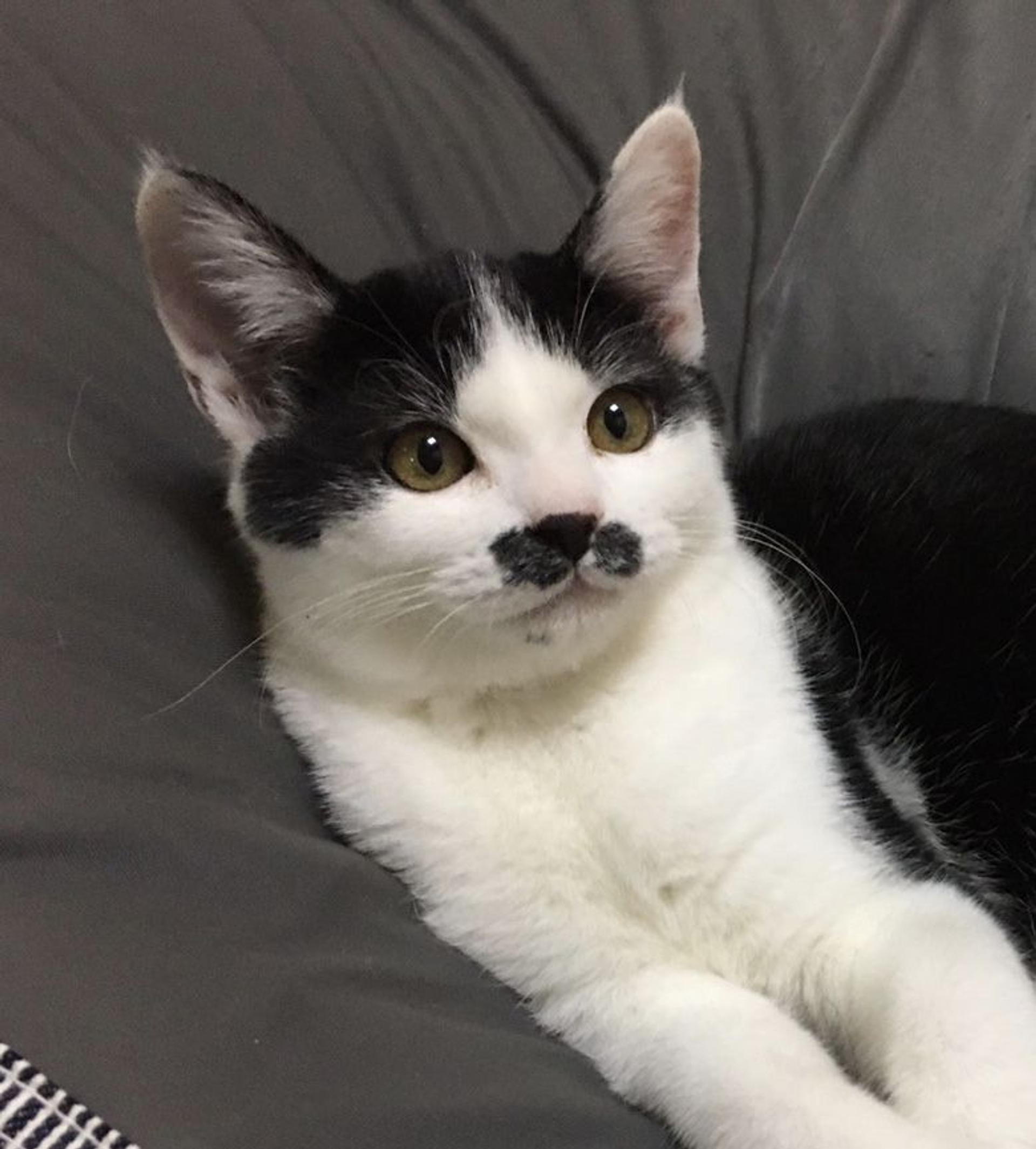 pet-image-2