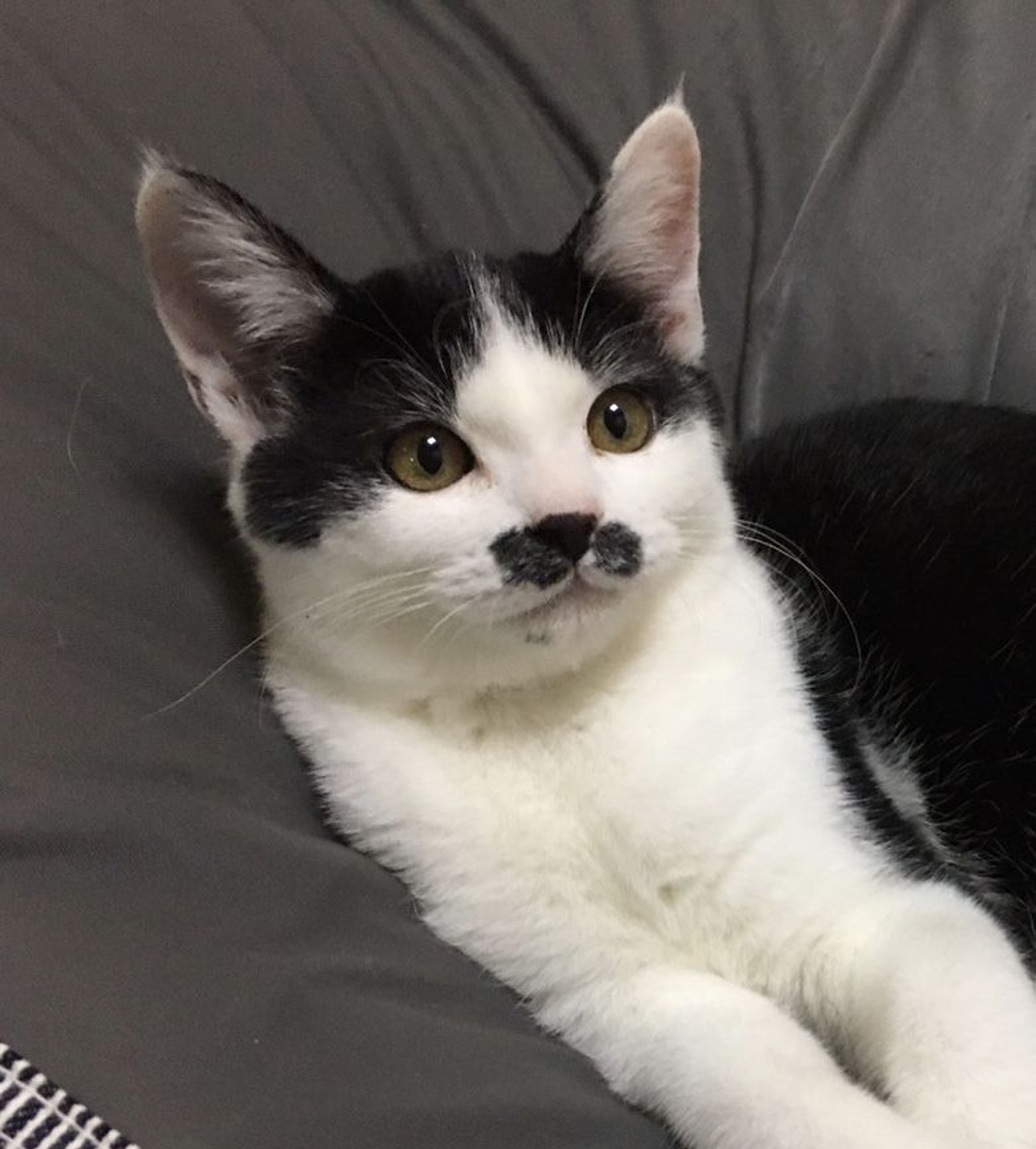 pet-image-2