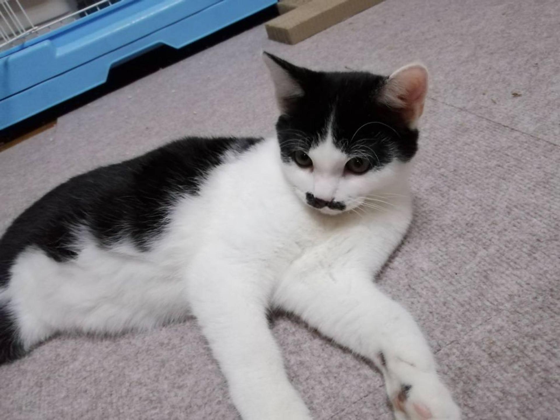 pet-image-4