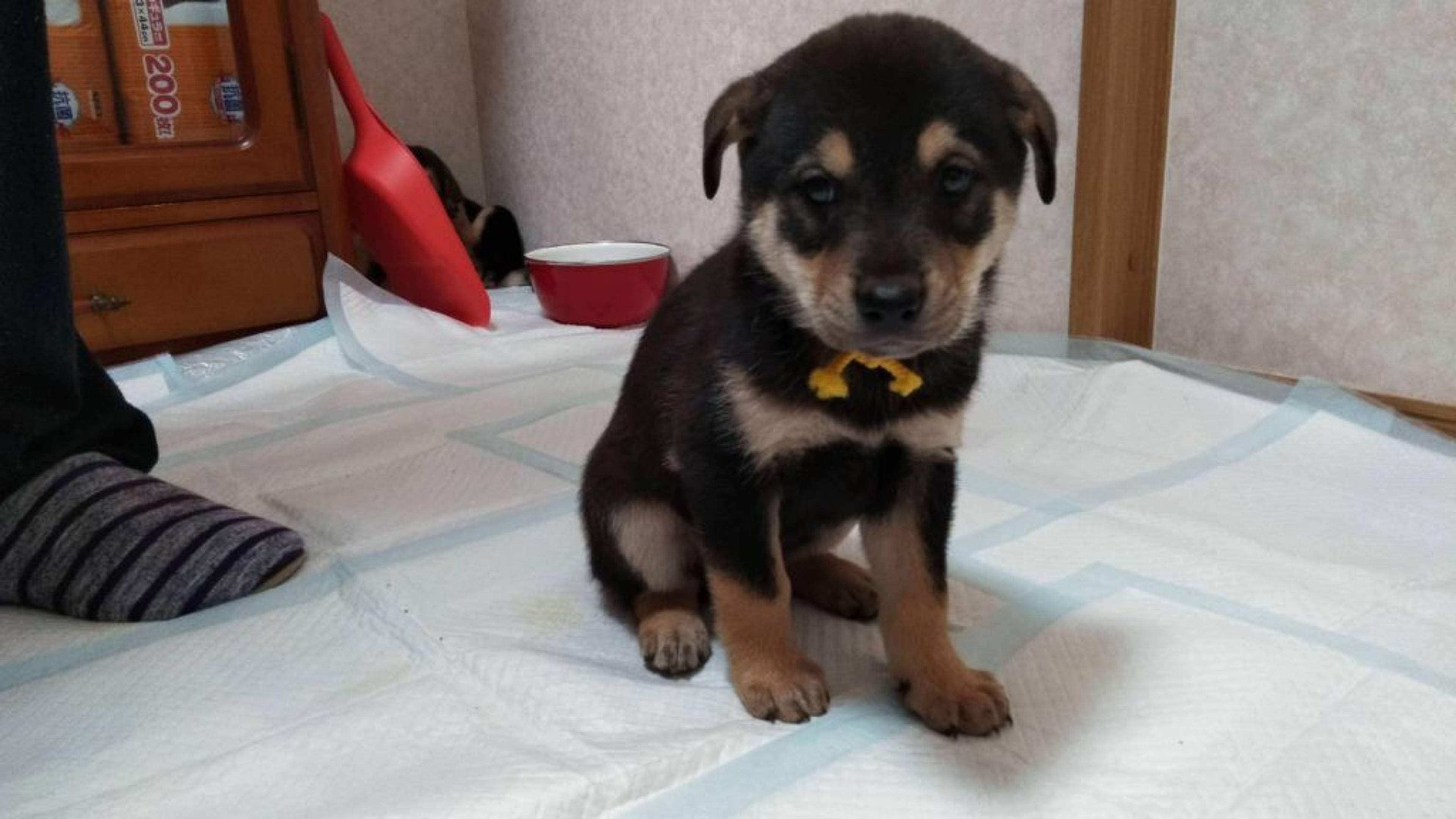 雑種（ミックス犬）・オスの里親募集の写真
