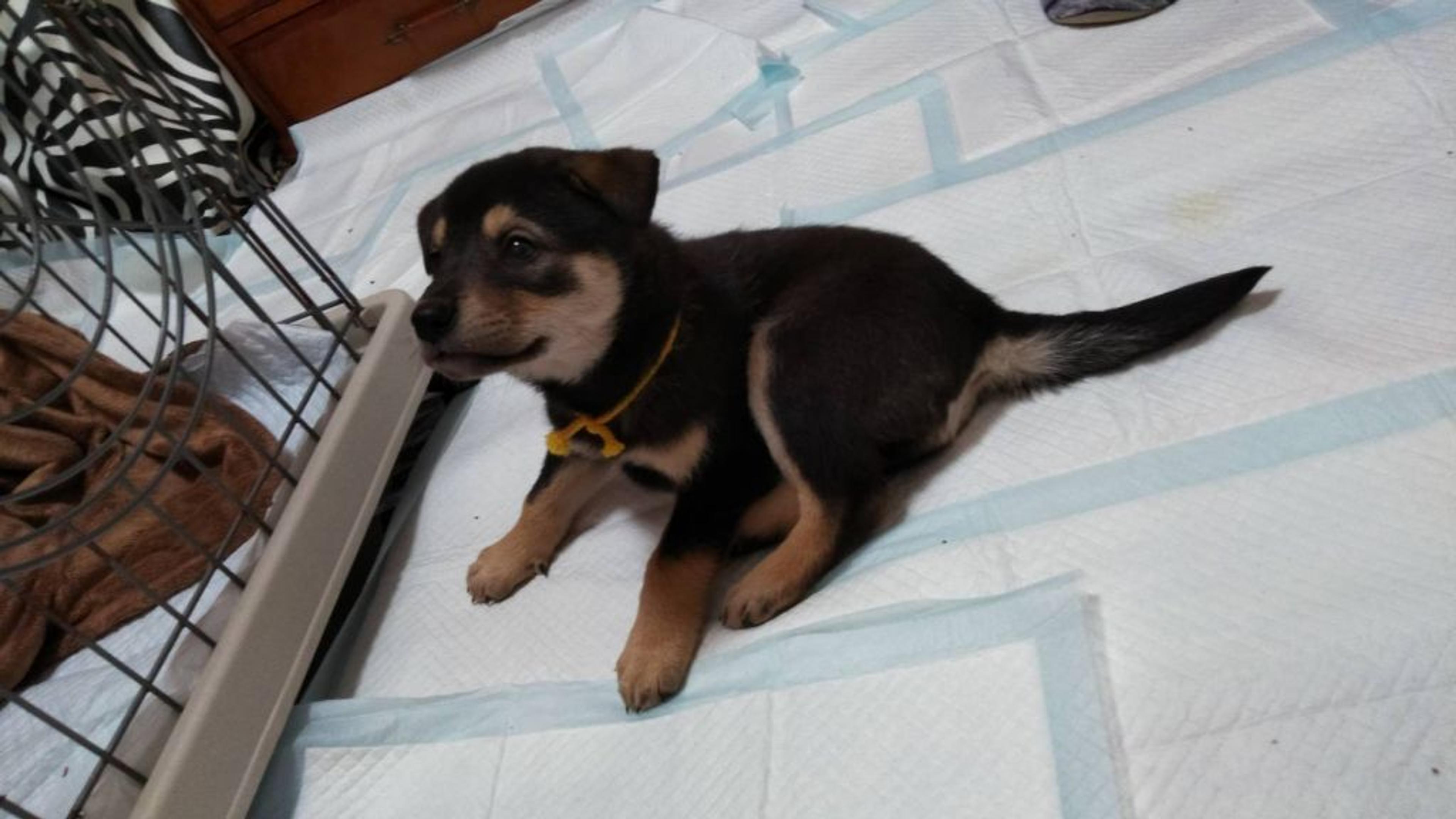 pet-image-2