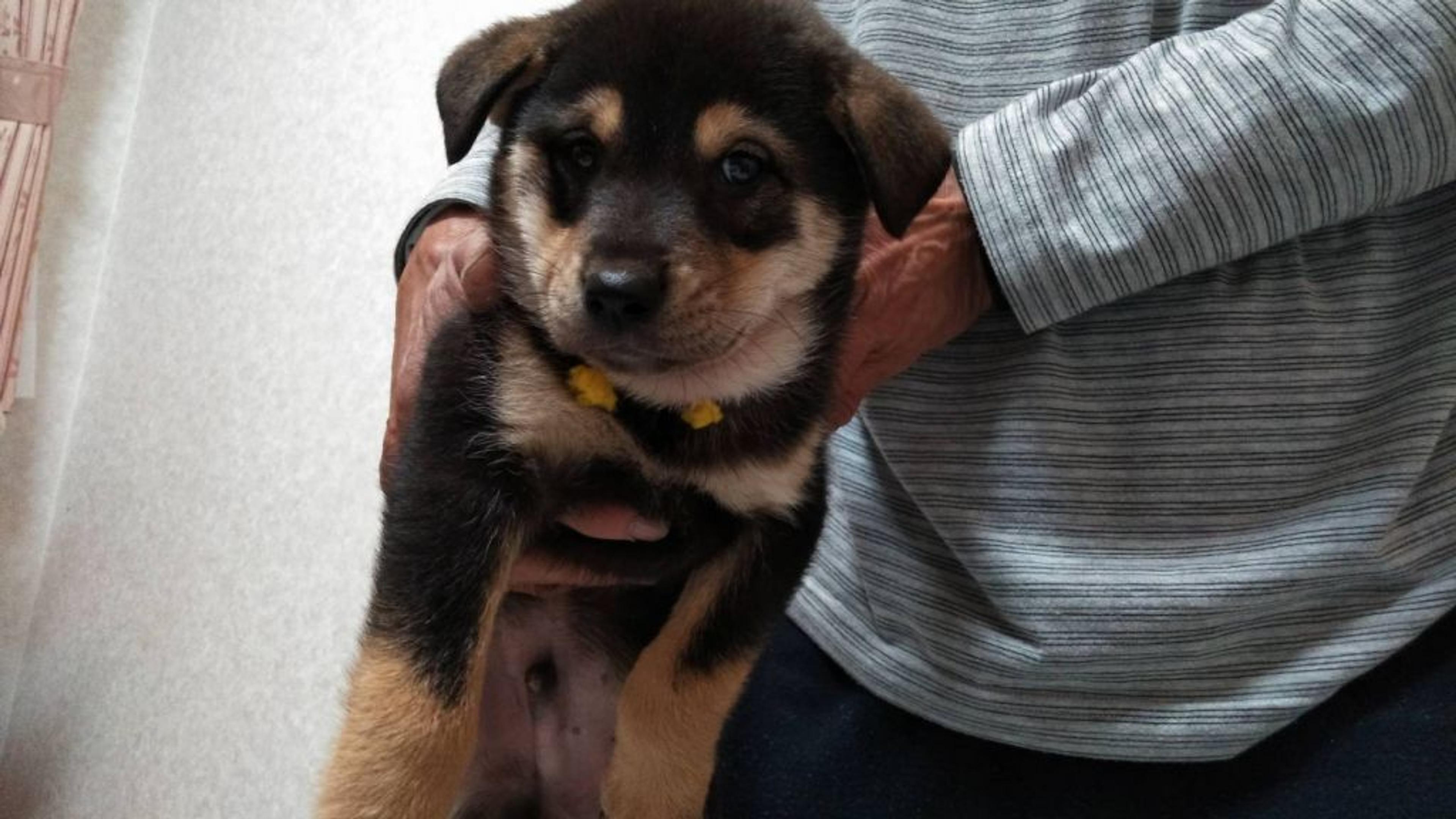 pet-image-3