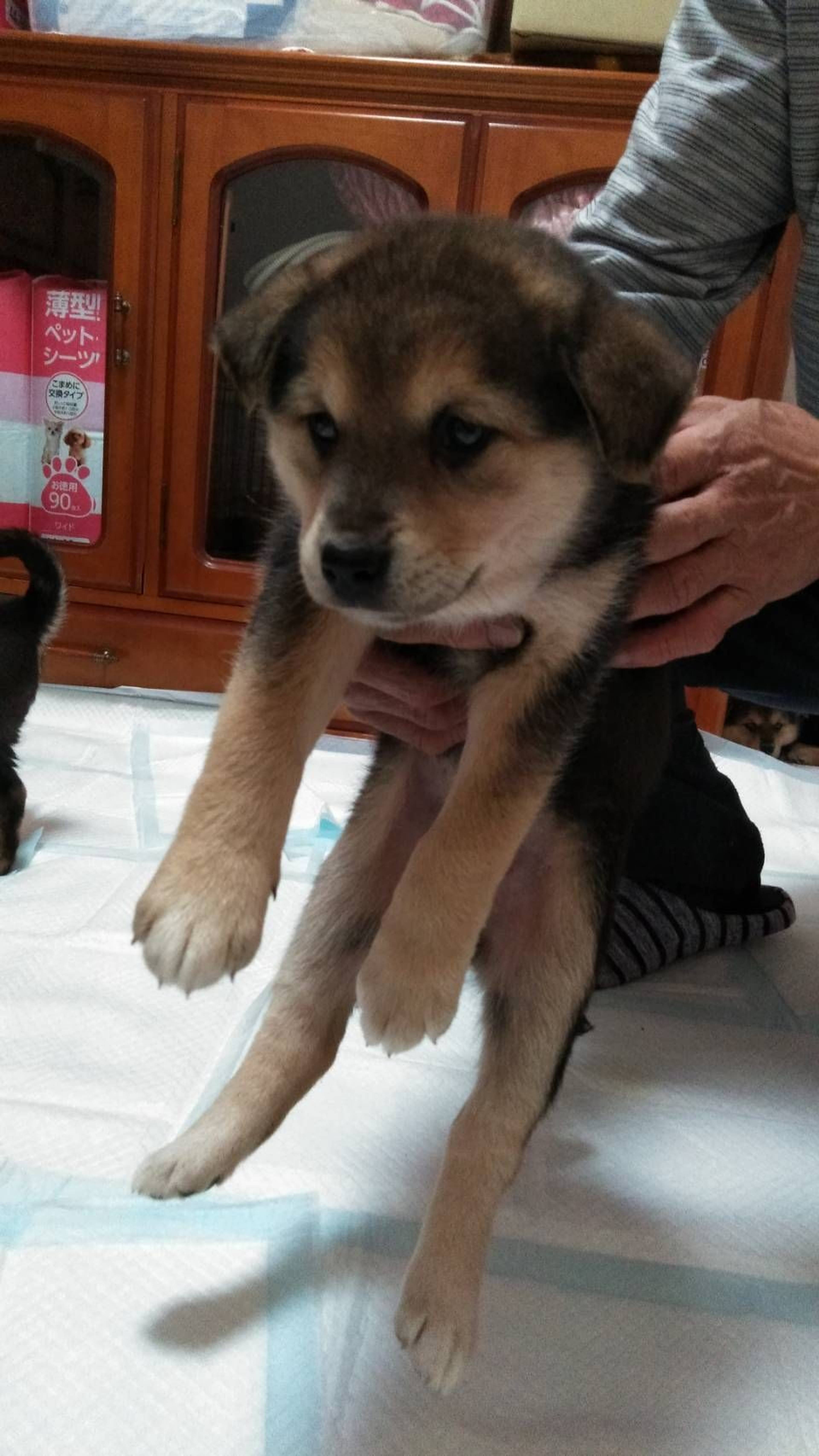 雑種（ミックス犬）・メスの里親募集の写真