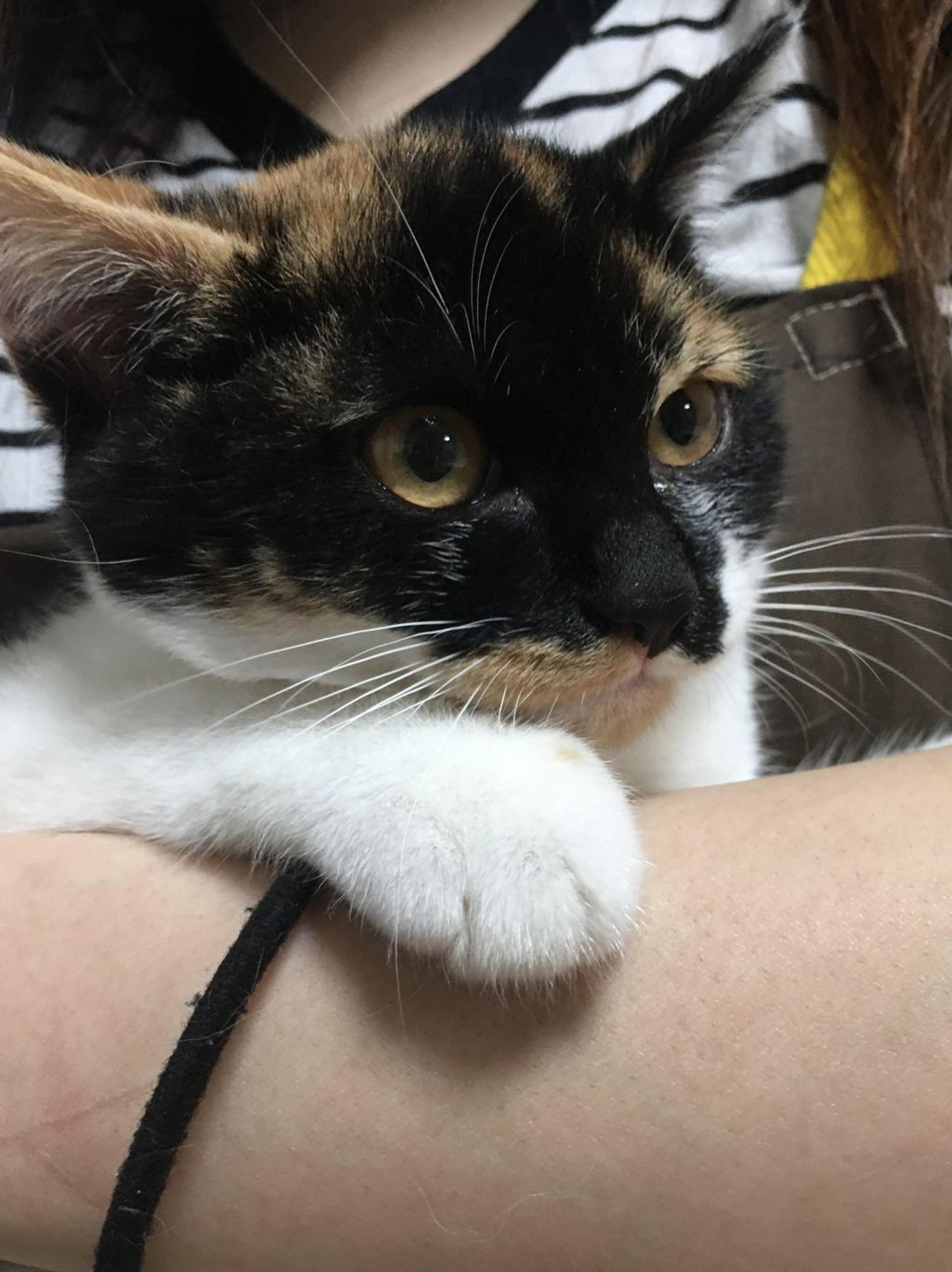 pet-image-6
