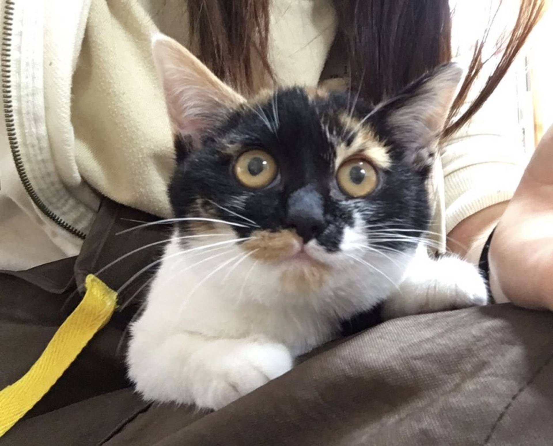 雑種（ミックス猫）・メスの里親募集の写真