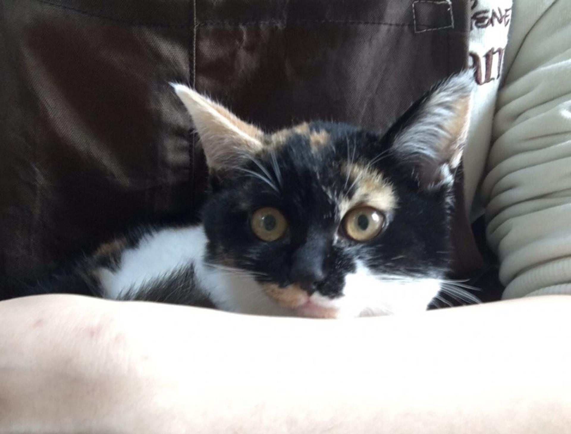 pet-image-7