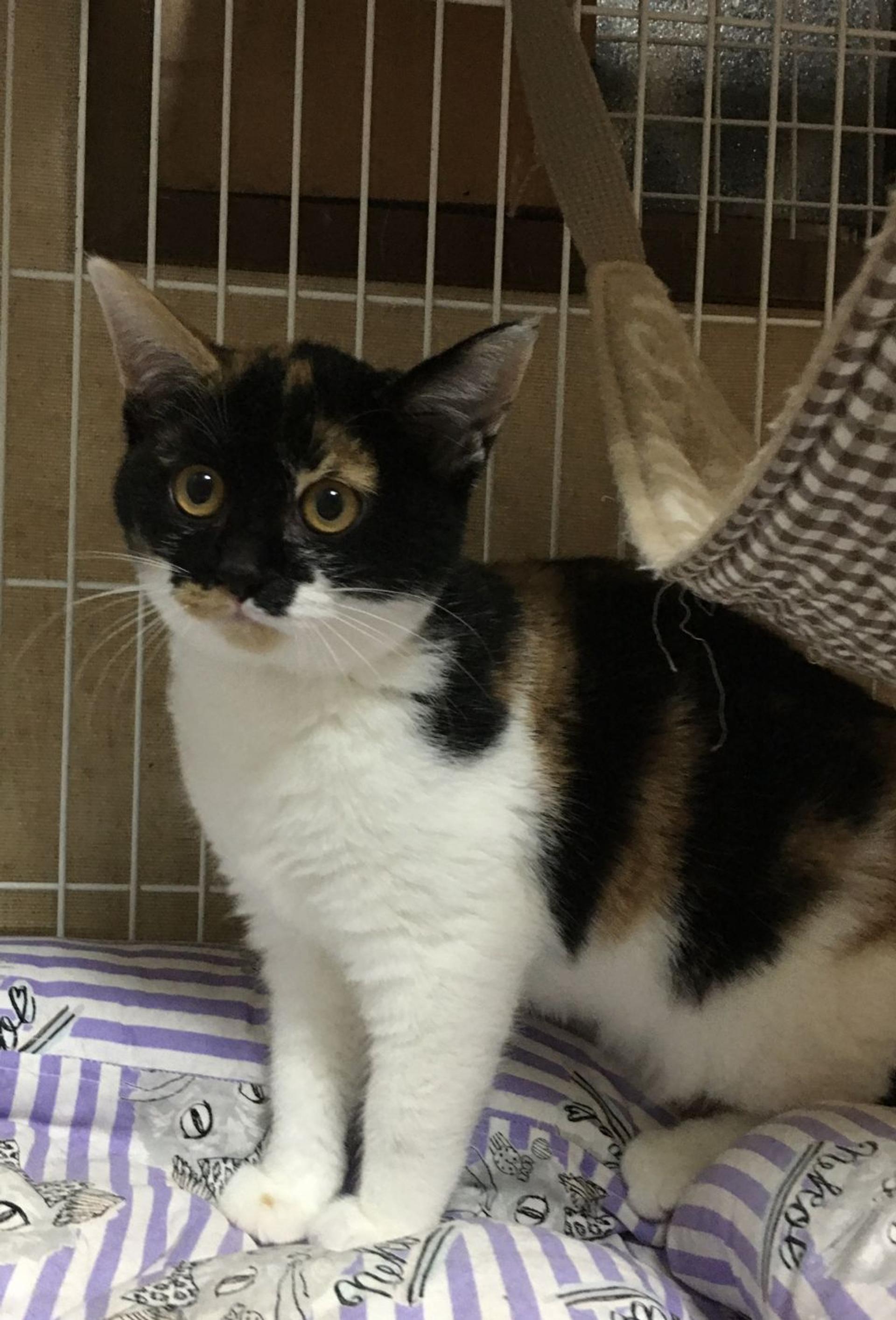 pet-image-2