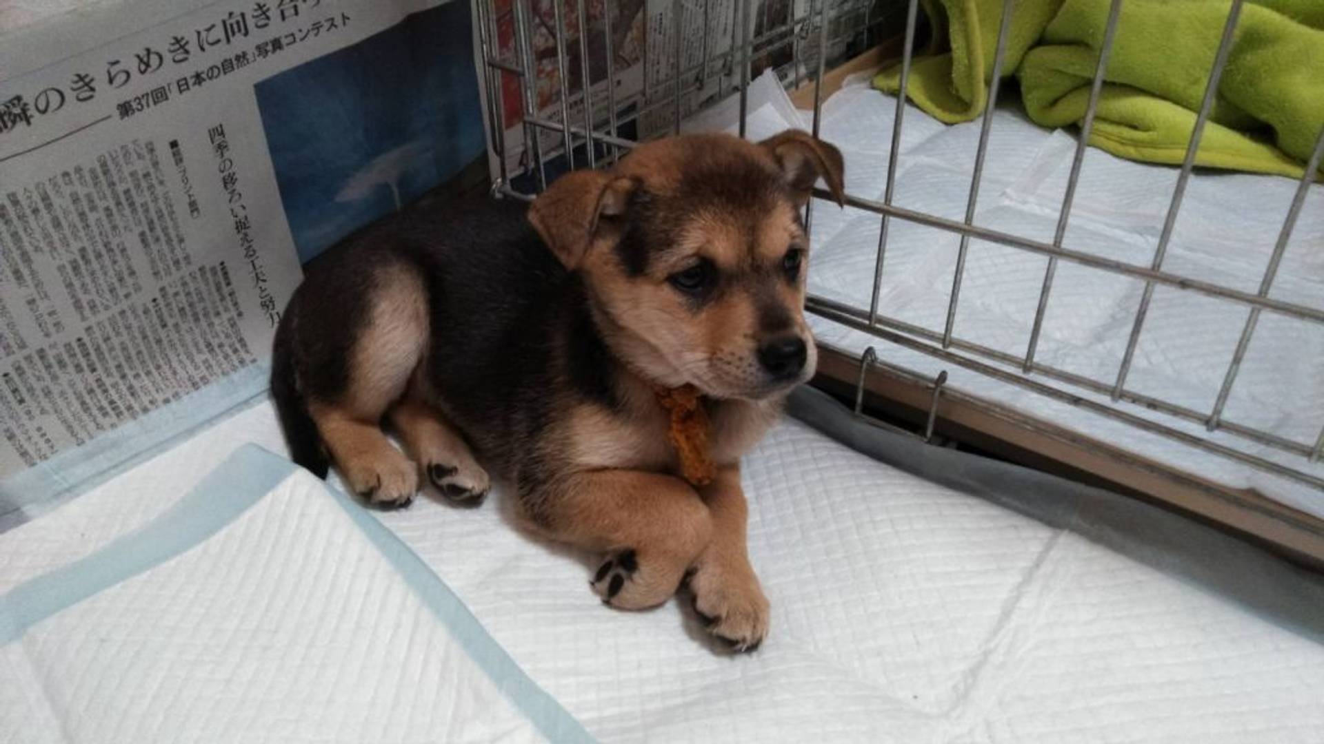 雑種（ミックス犬）・メスの里親募集の写真
