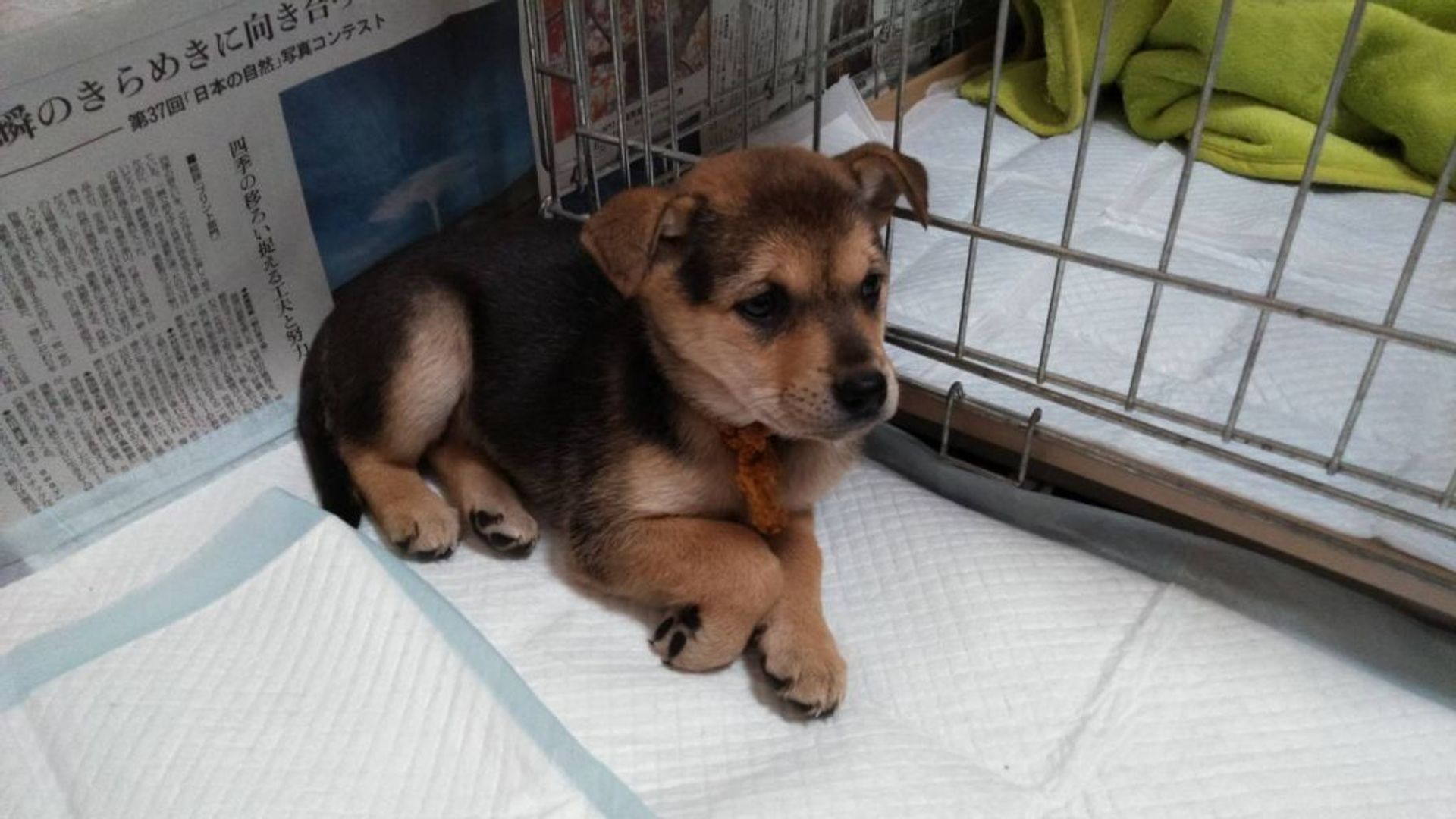 雑種（ミックス犬）・メスの里親募集の写真