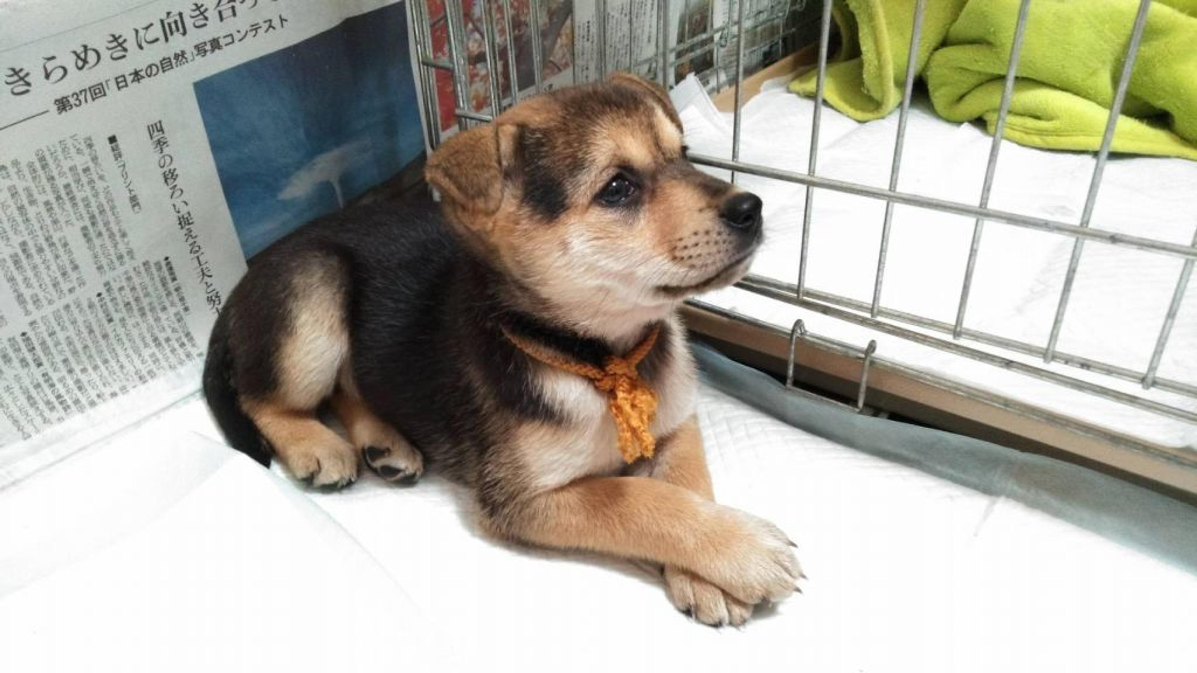pet-image-2