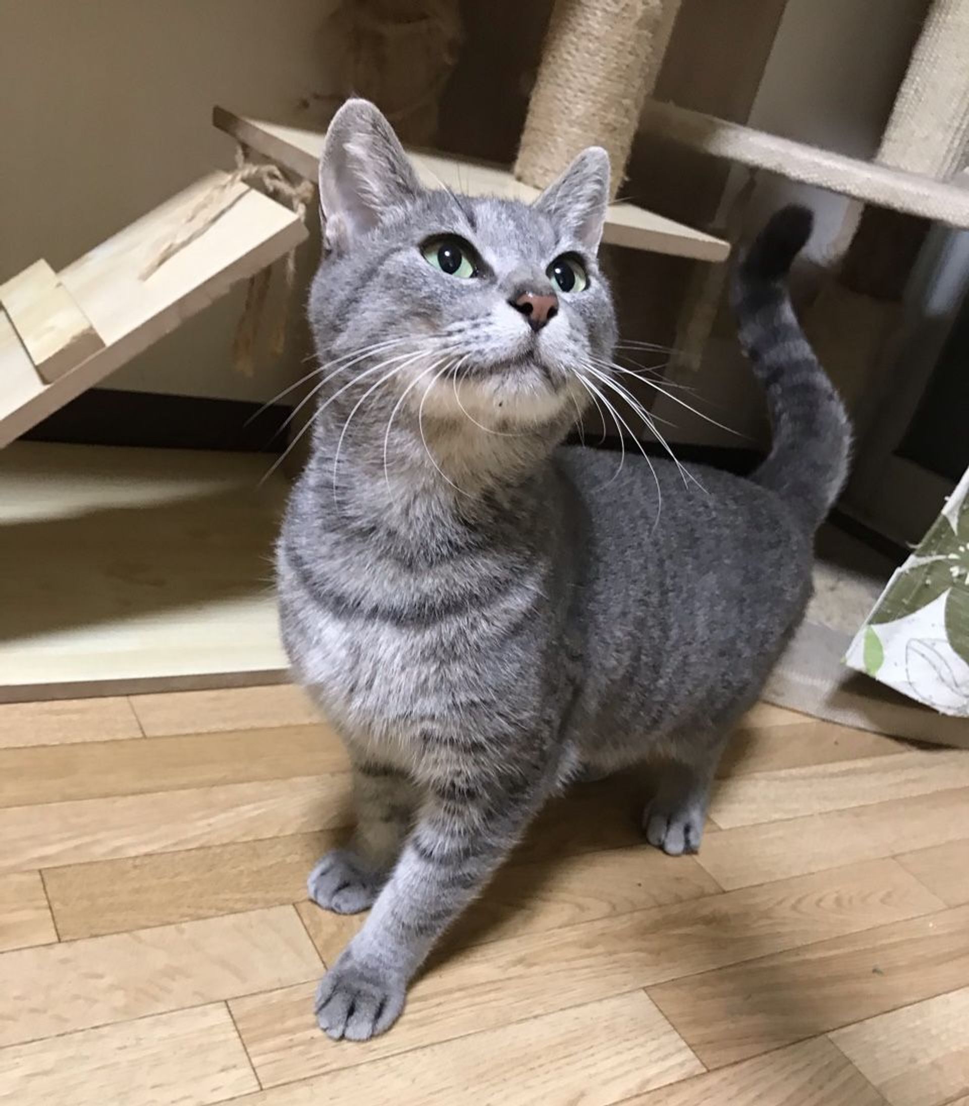雑種（ミックス猫）・メスの里親募集の写真