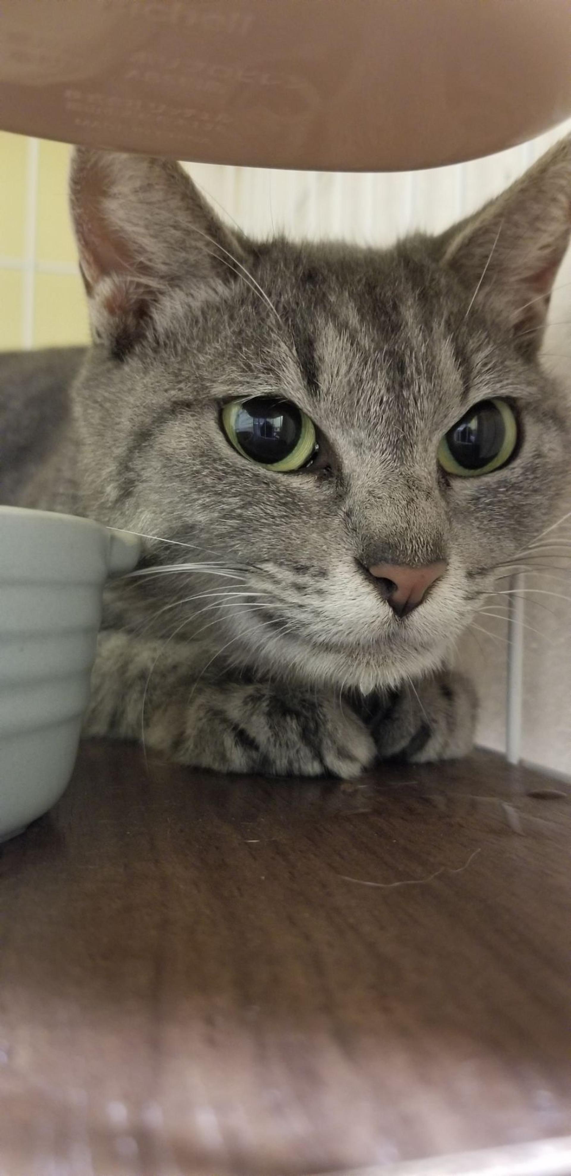 pet-image-2