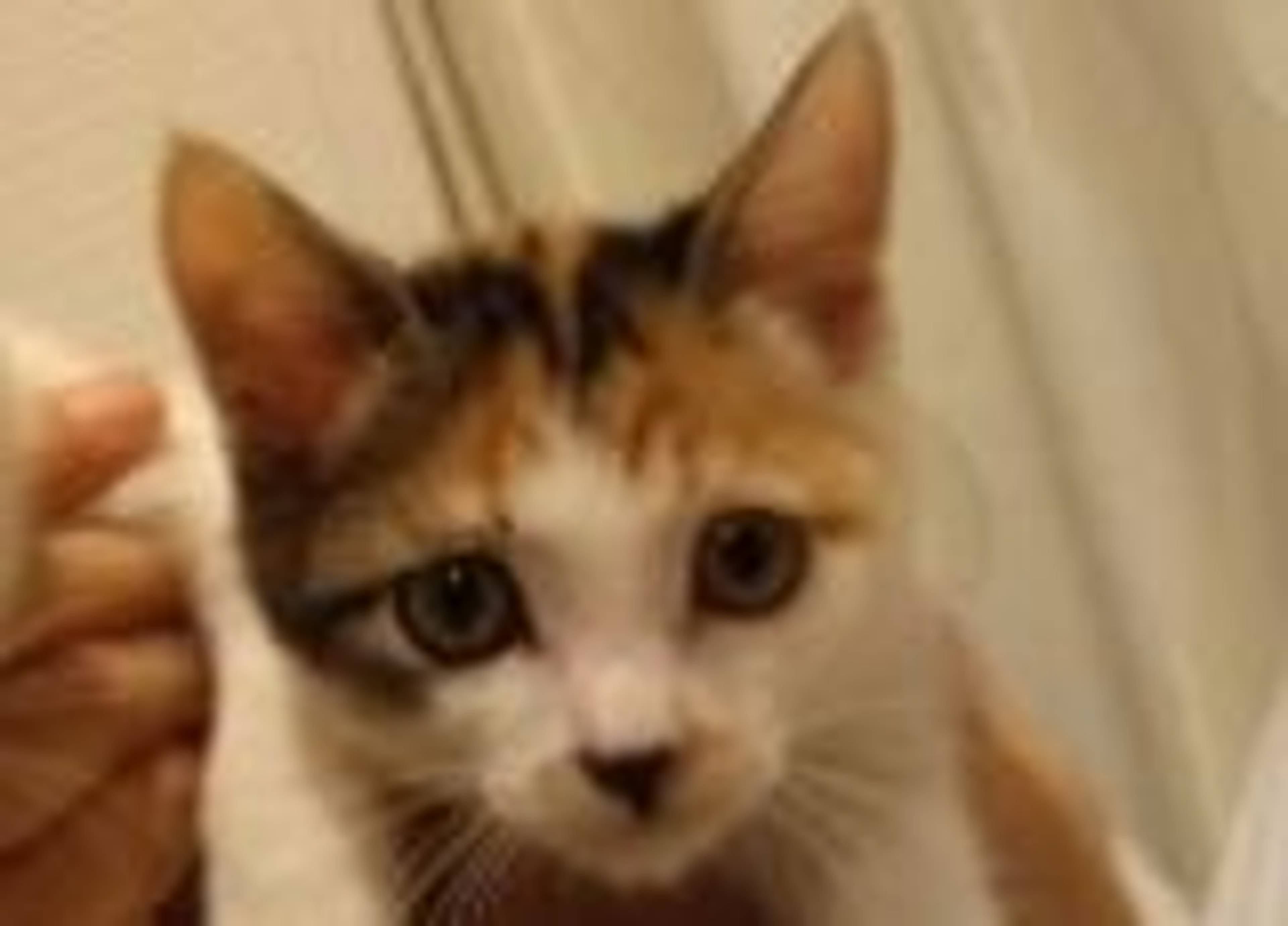 雑種（ミックス猫）・メスの里親募集の写真