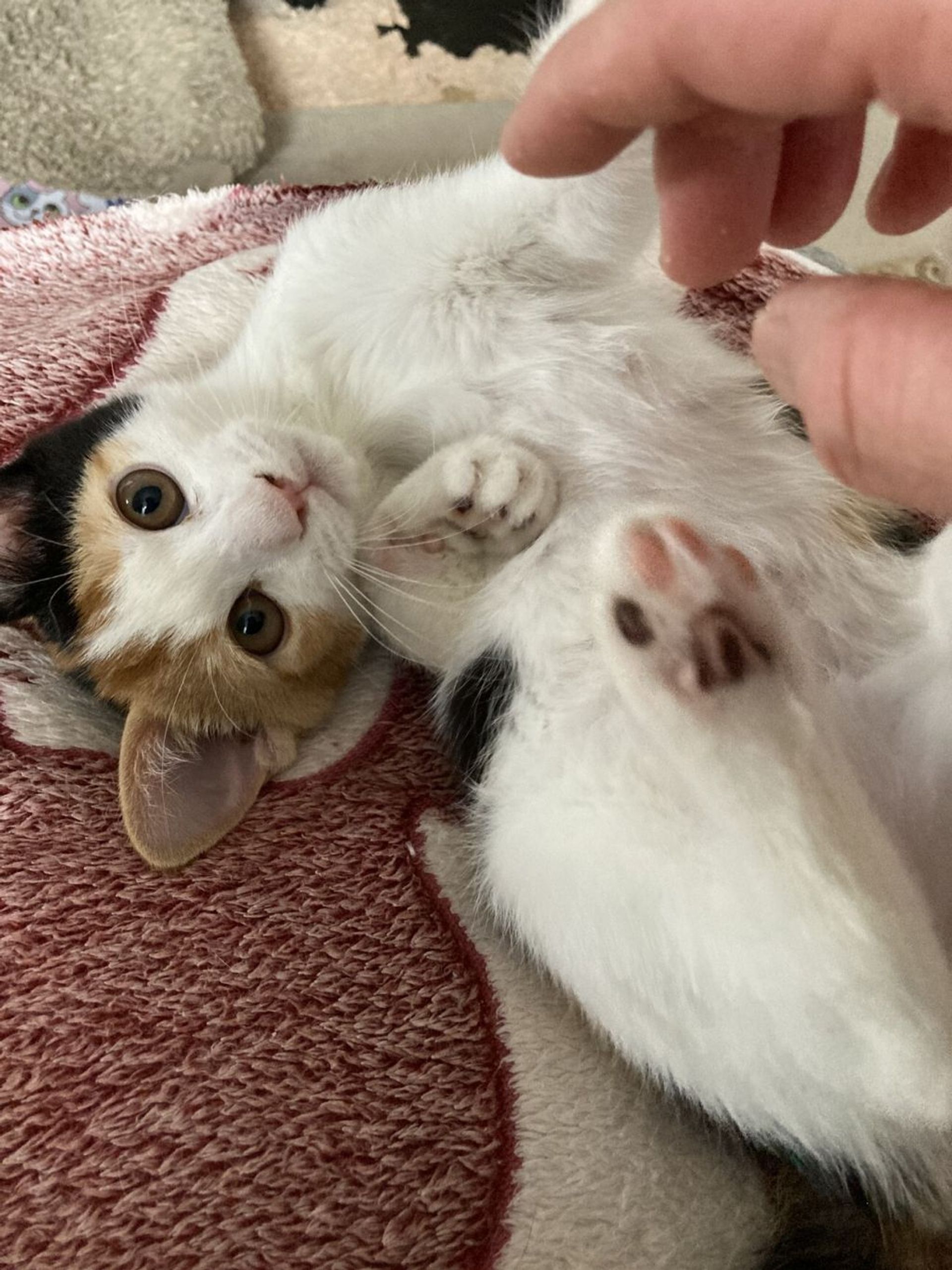 雑種（ミックス猫）・メスの里親募集の写真