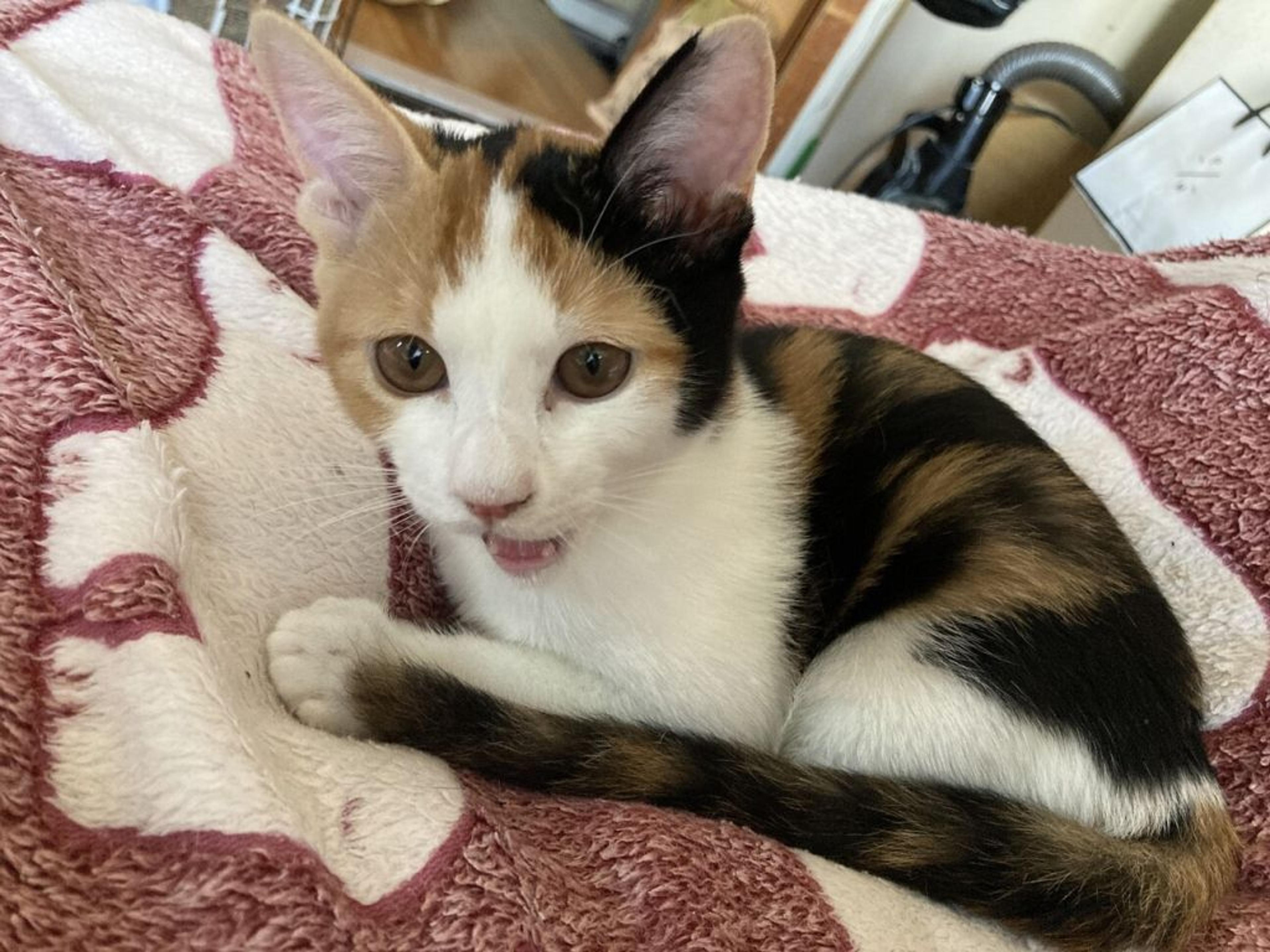pet-image-2