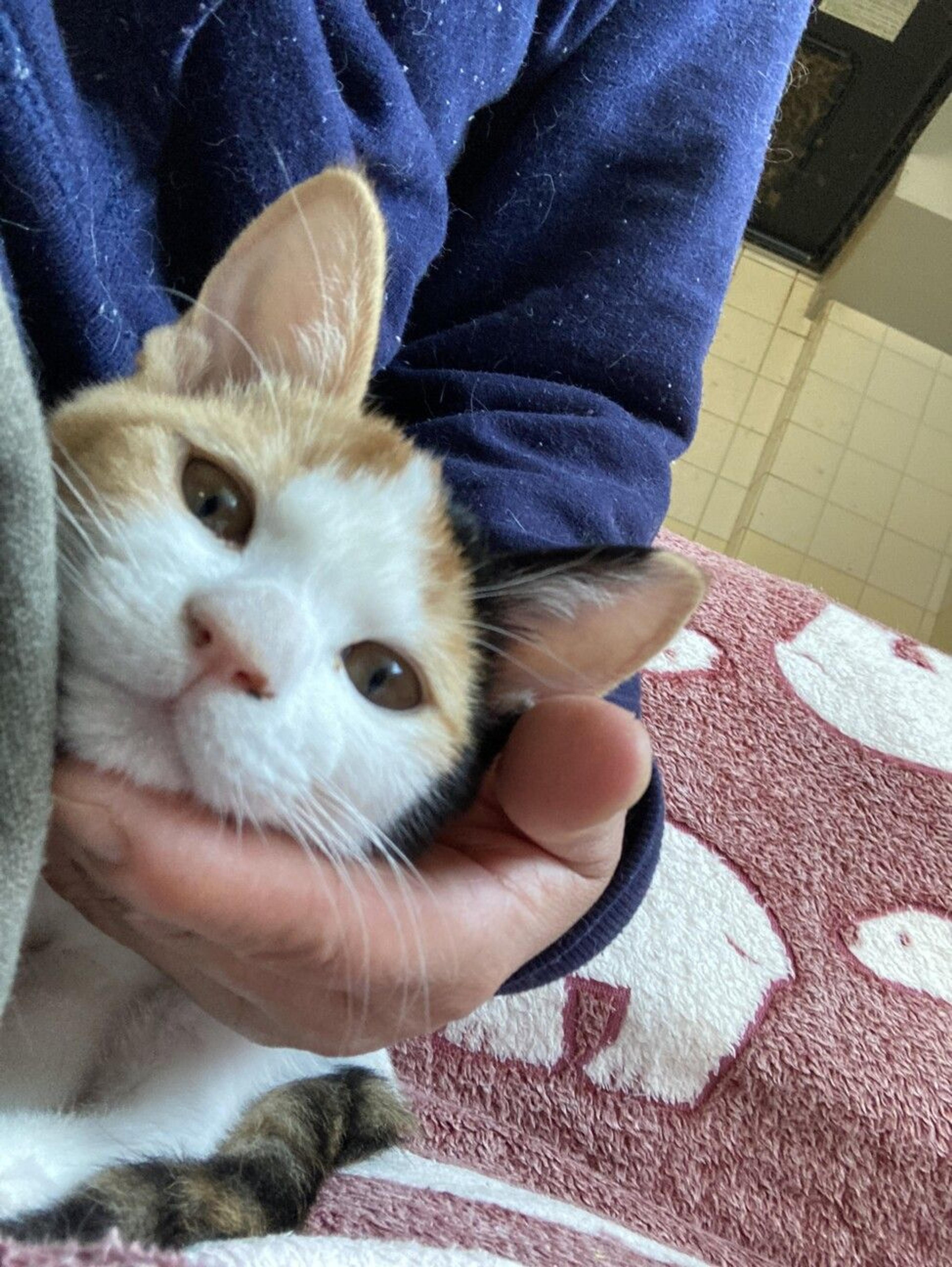 pet-image-3