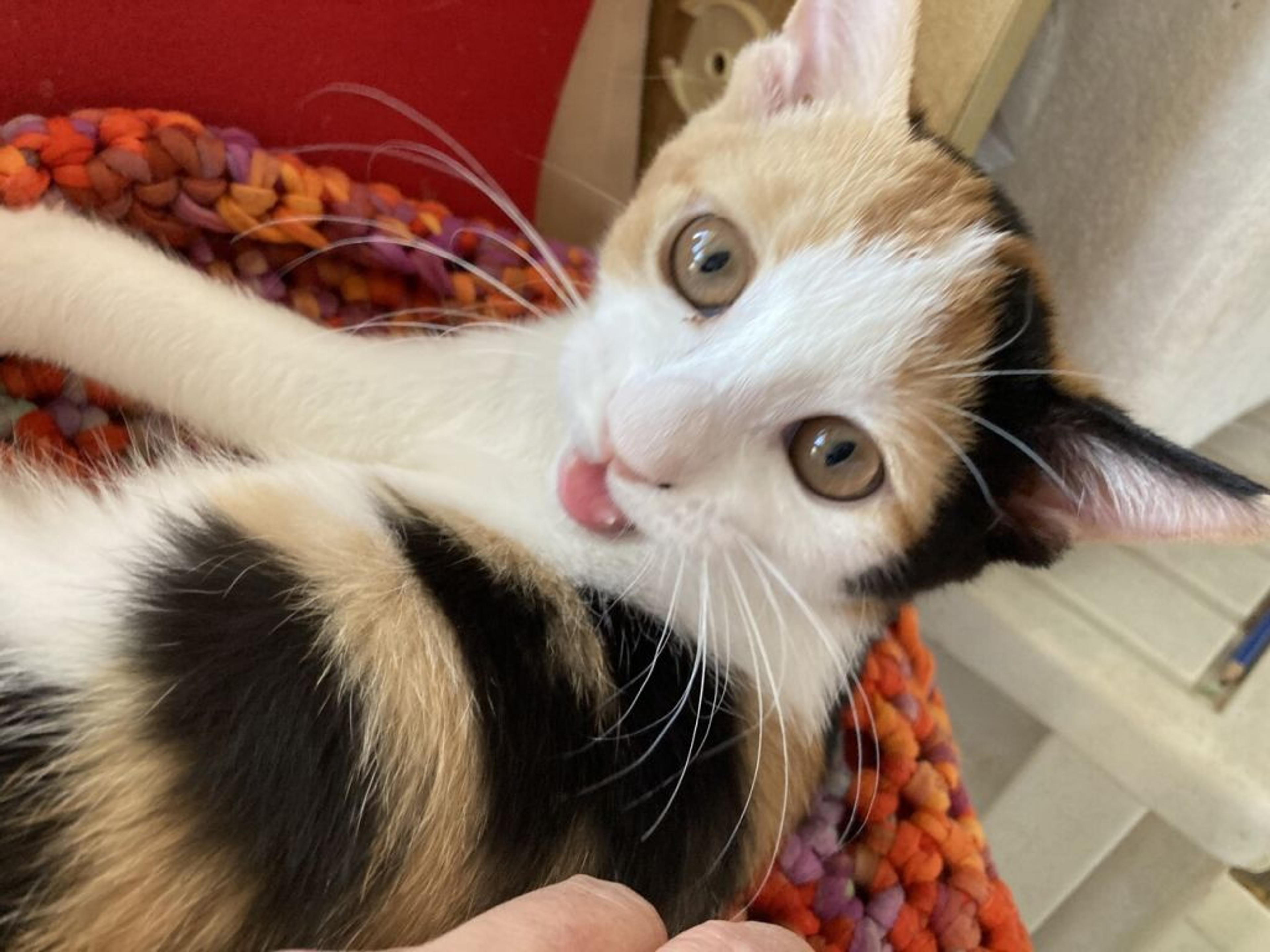 pet-image-4