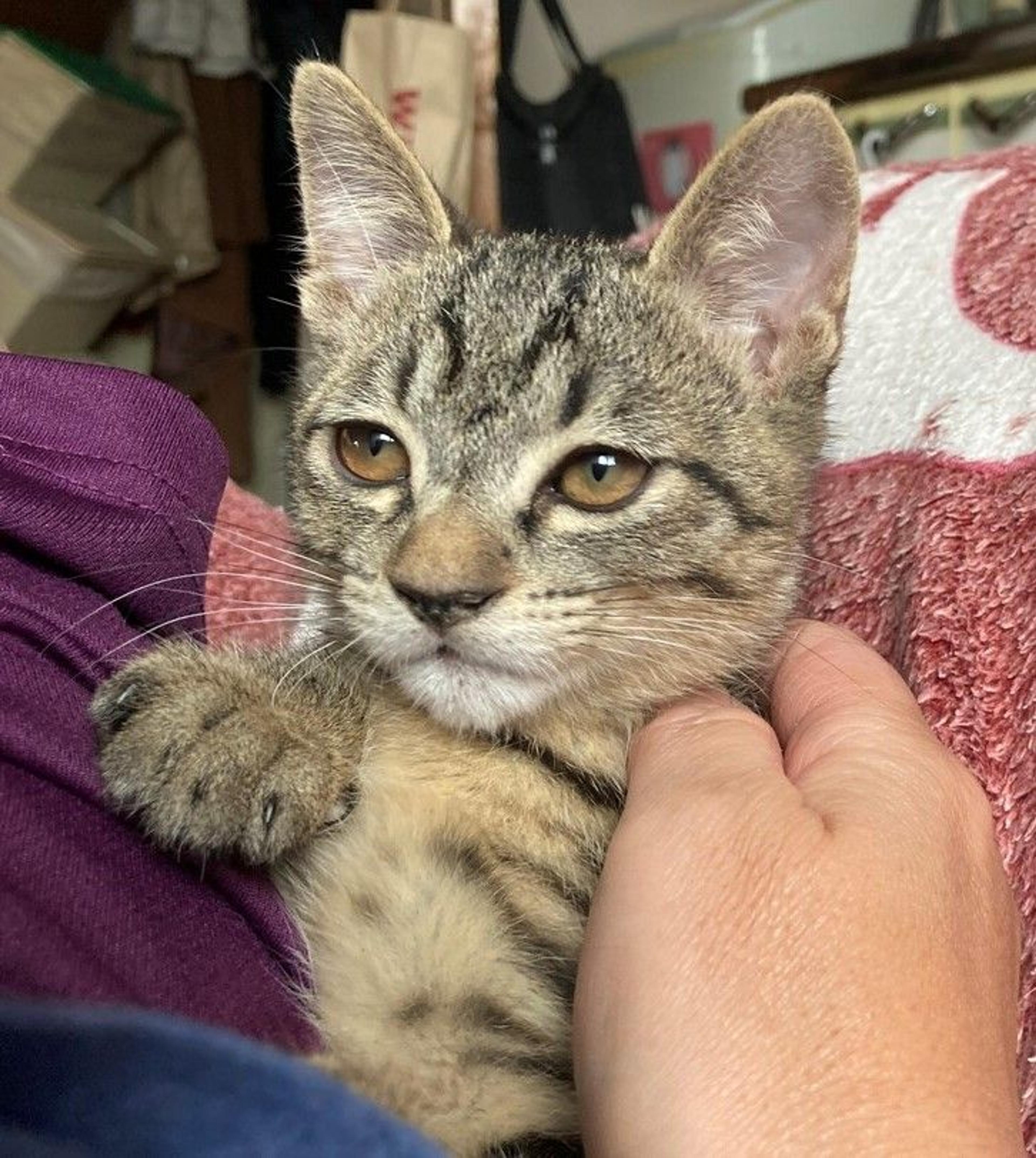 pet-image-2